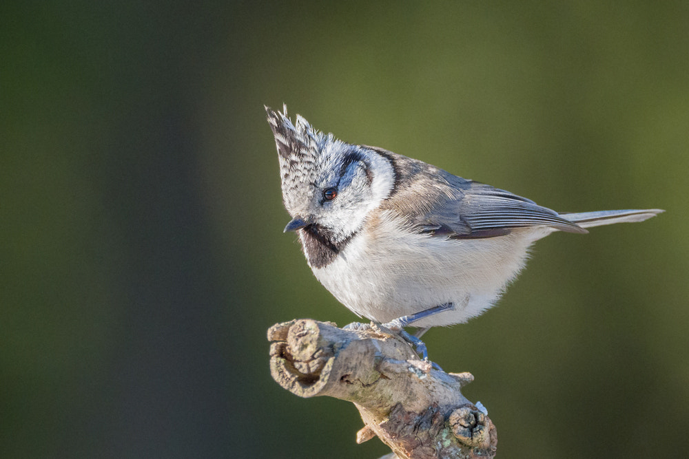 M.300mm F4.0 + MC-14 sample photo. European crested tit photography