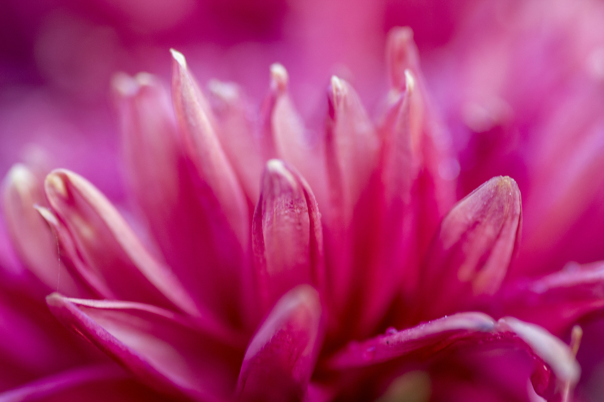 Canon EOS 600D (Rebel EOS T3i / EOS Kiss X5) + Tamron SP AF 90mm F2.8 Di Macro sample photo. They follow their own partern photography