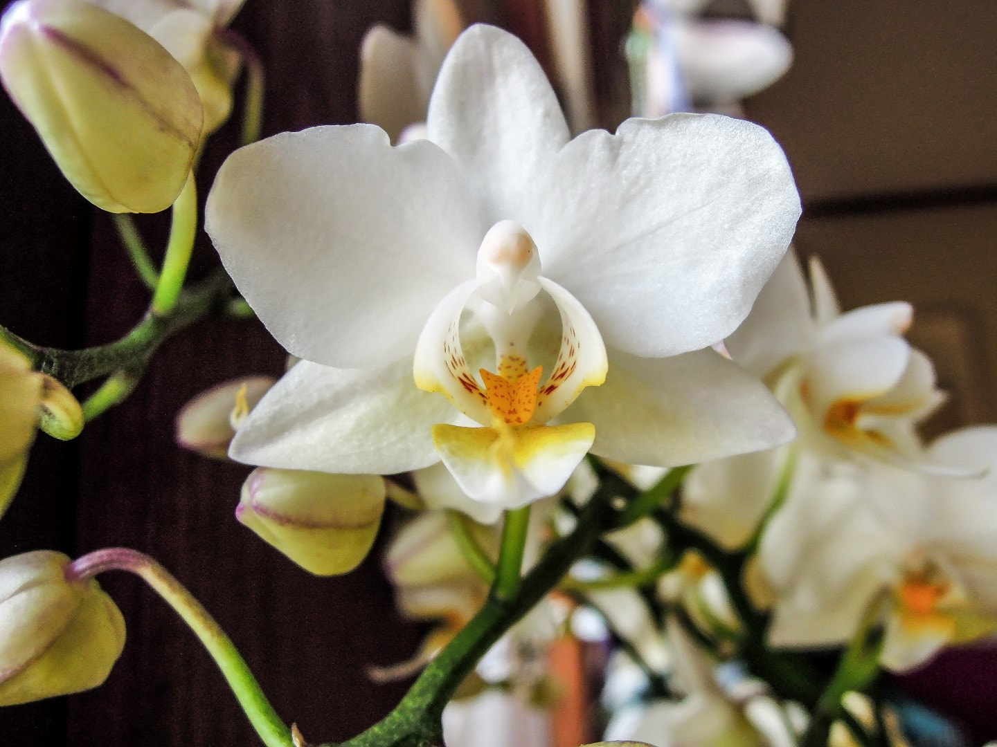 Nikon Coolpix P300 sample photo. Phalenopsis hybrid photography