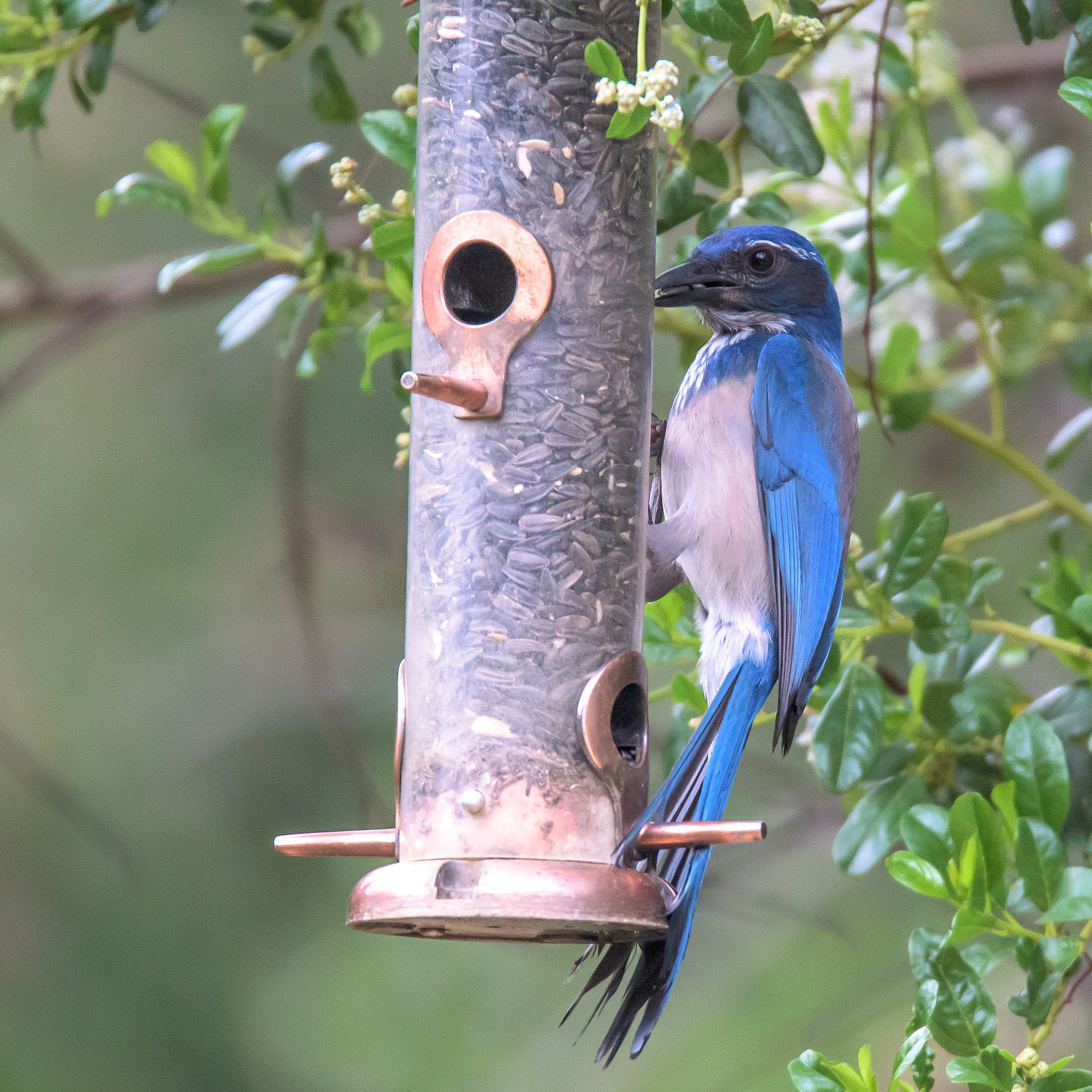 Nikon D810 sample photo. California scrub jay photography