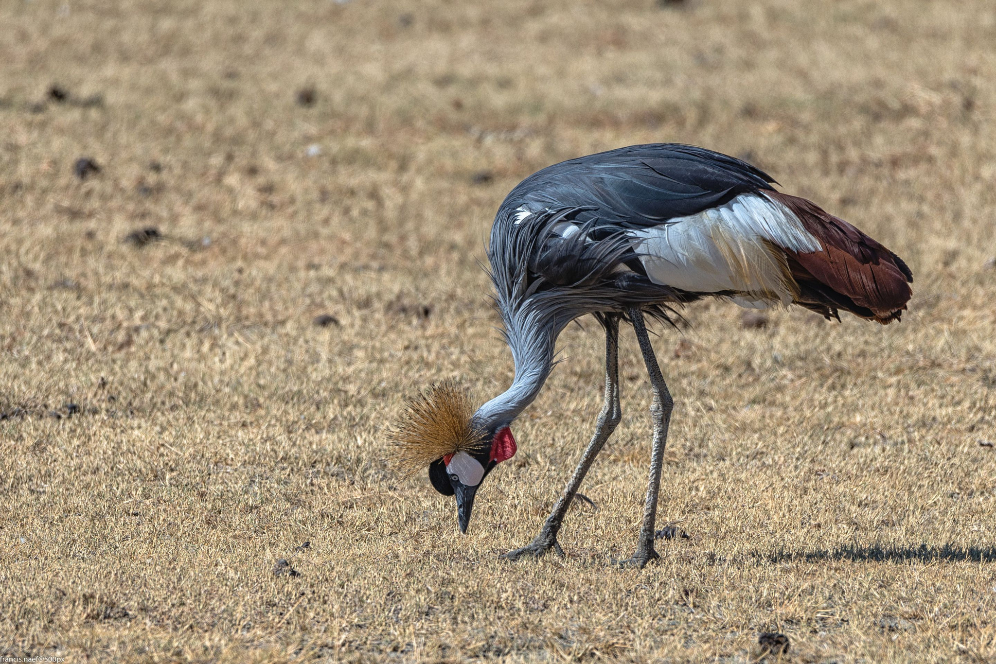 Sigma 150-600mm F5-6.3 DG OS HSM | S sample photo. Grey crowned crane photography