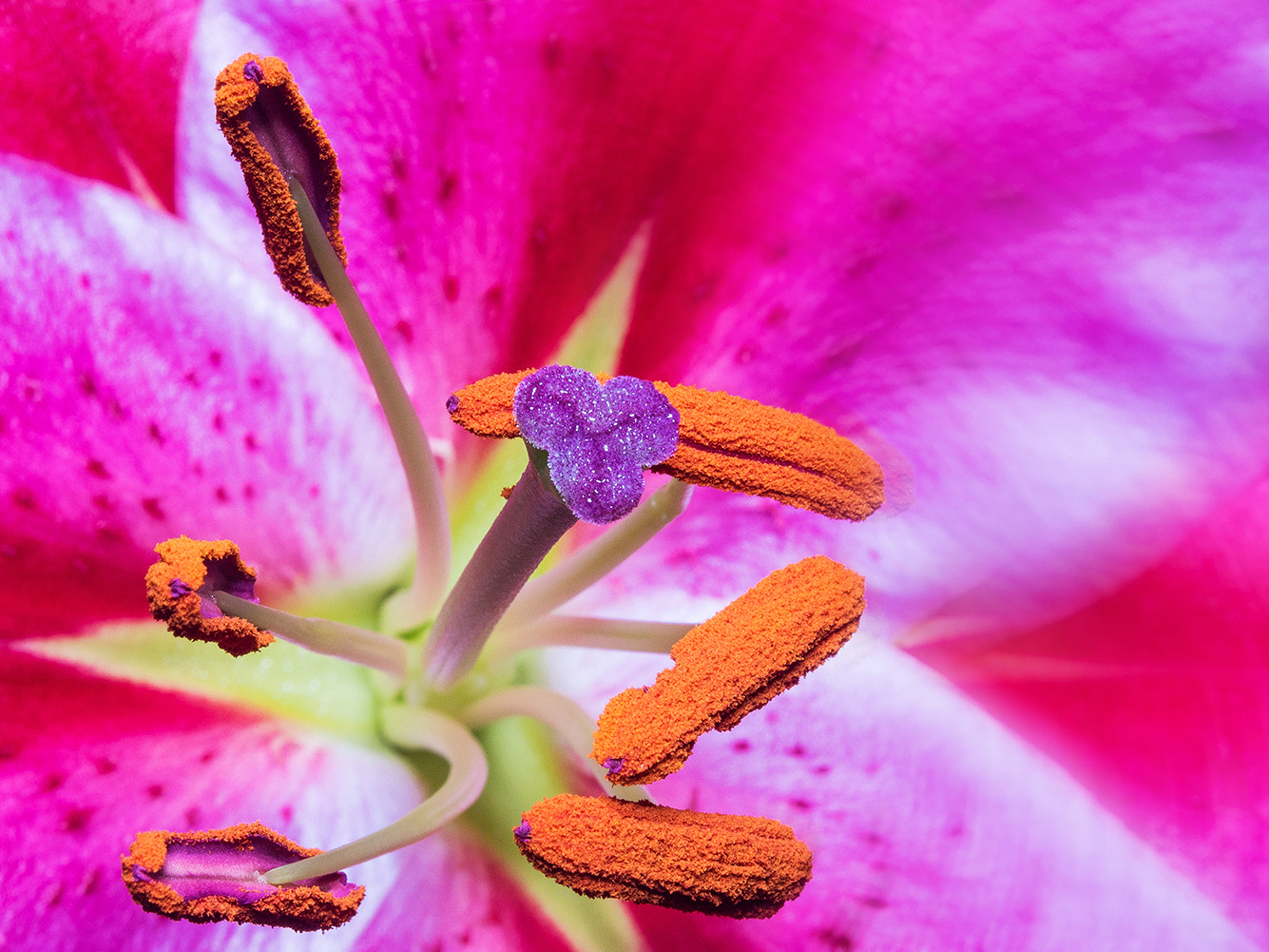 Canon EOS 650D (EOS Rebel T4i / EOS Kiss X6i) sample photo. Handmade macro len photography