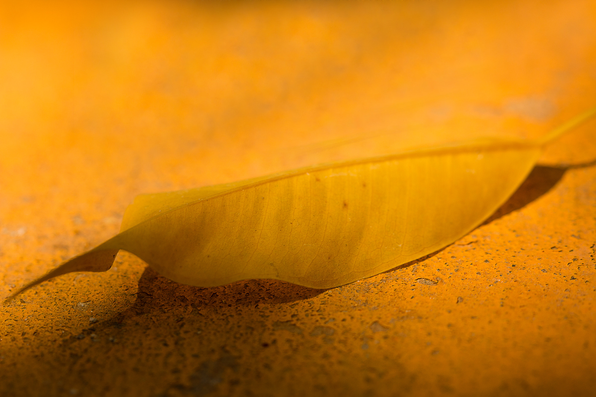 Canon EF 100mm F2.8 Macro USM sample photo. Life is beautiful photography