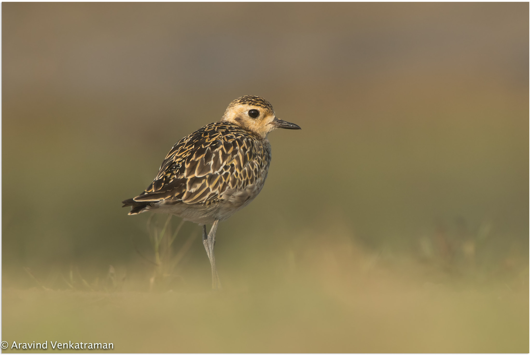 Canon EF 500mm F4L IS USM sample photo. Pacific golden plover photography
