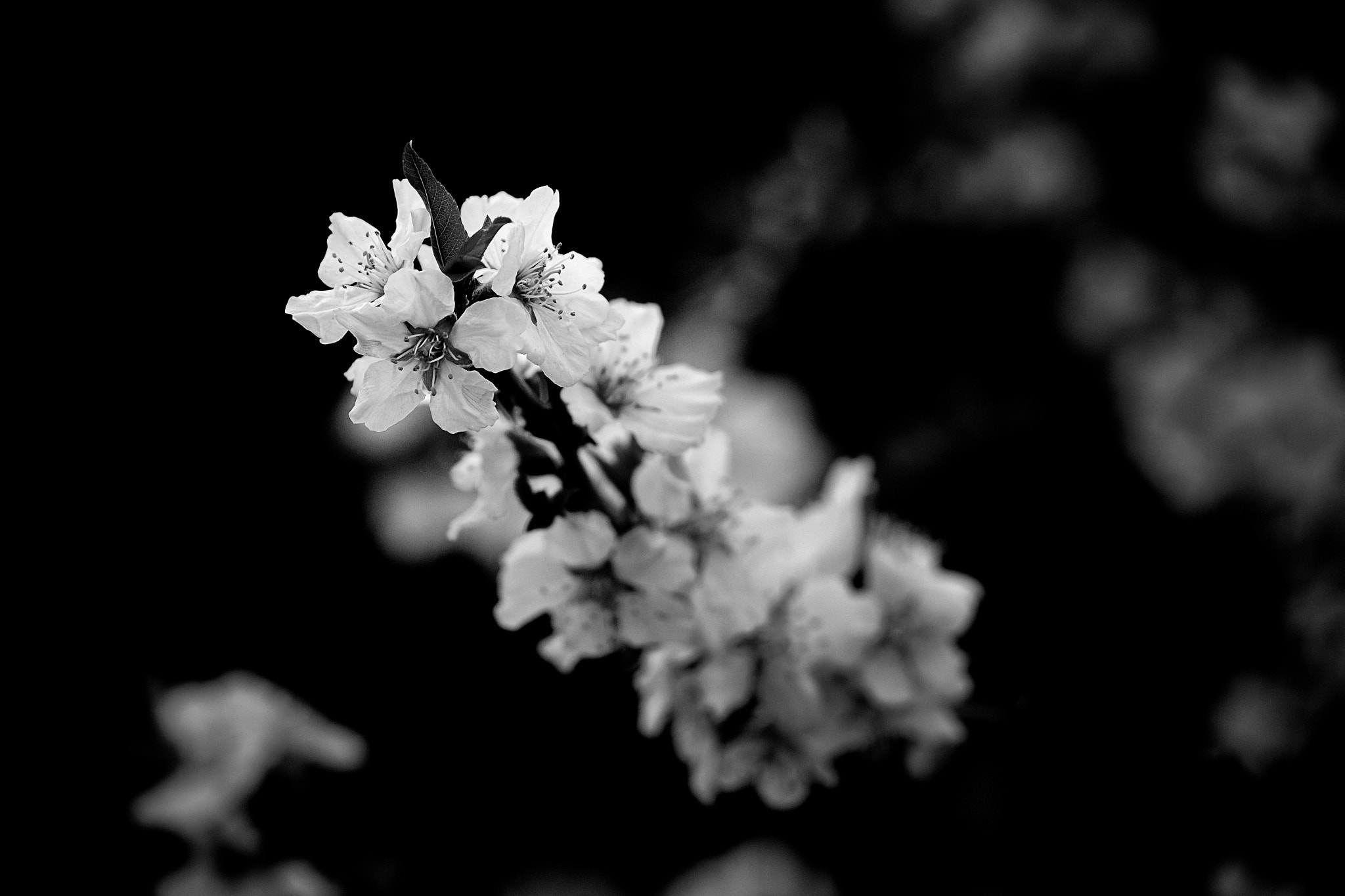 Fujifilm X-T1 + Fujifilm XF 50-140mm F2.8 R LM OIS WR sample photo. Blossom photography