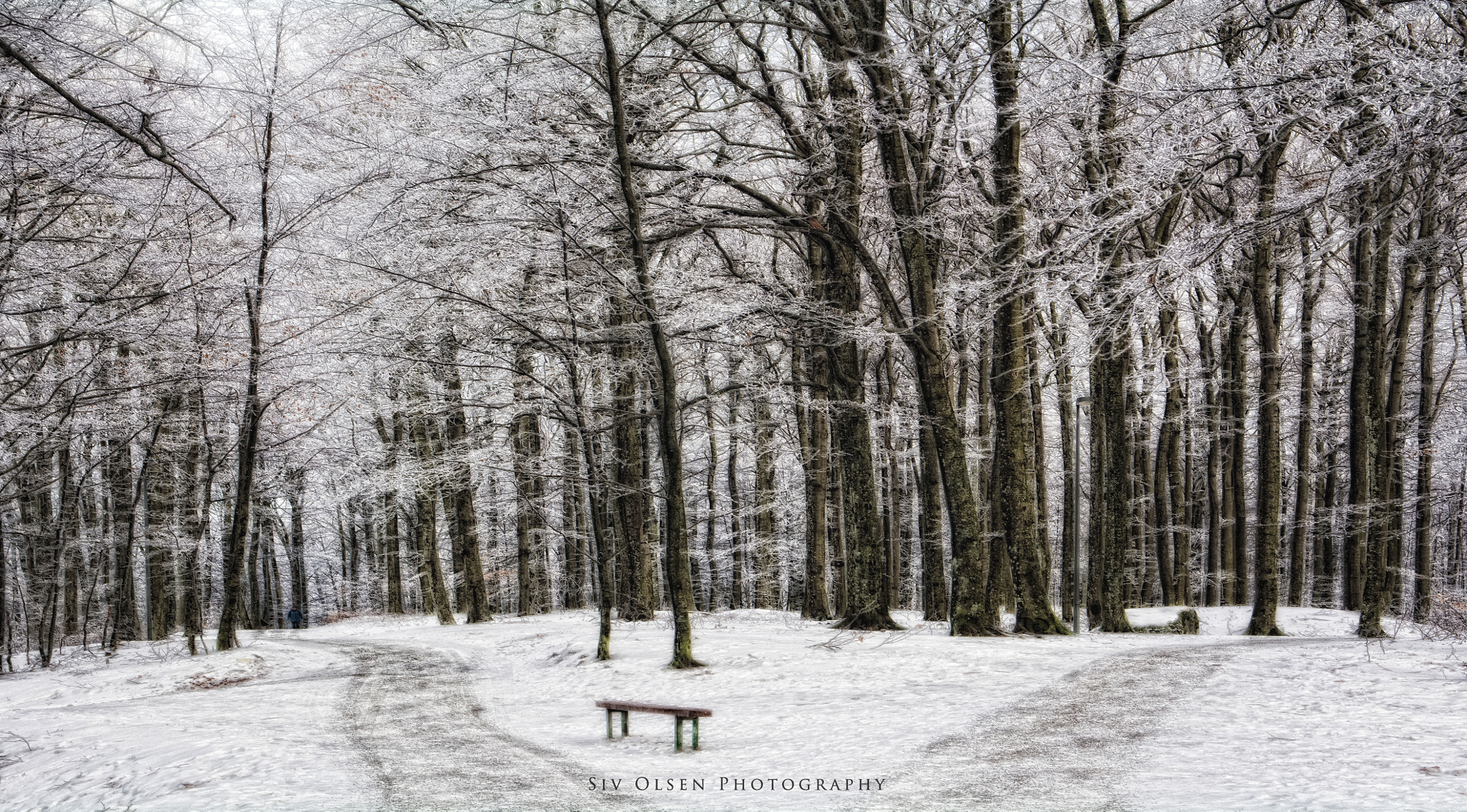 Nikon D7100 sample photo. ~ a bench in a park ~ photography