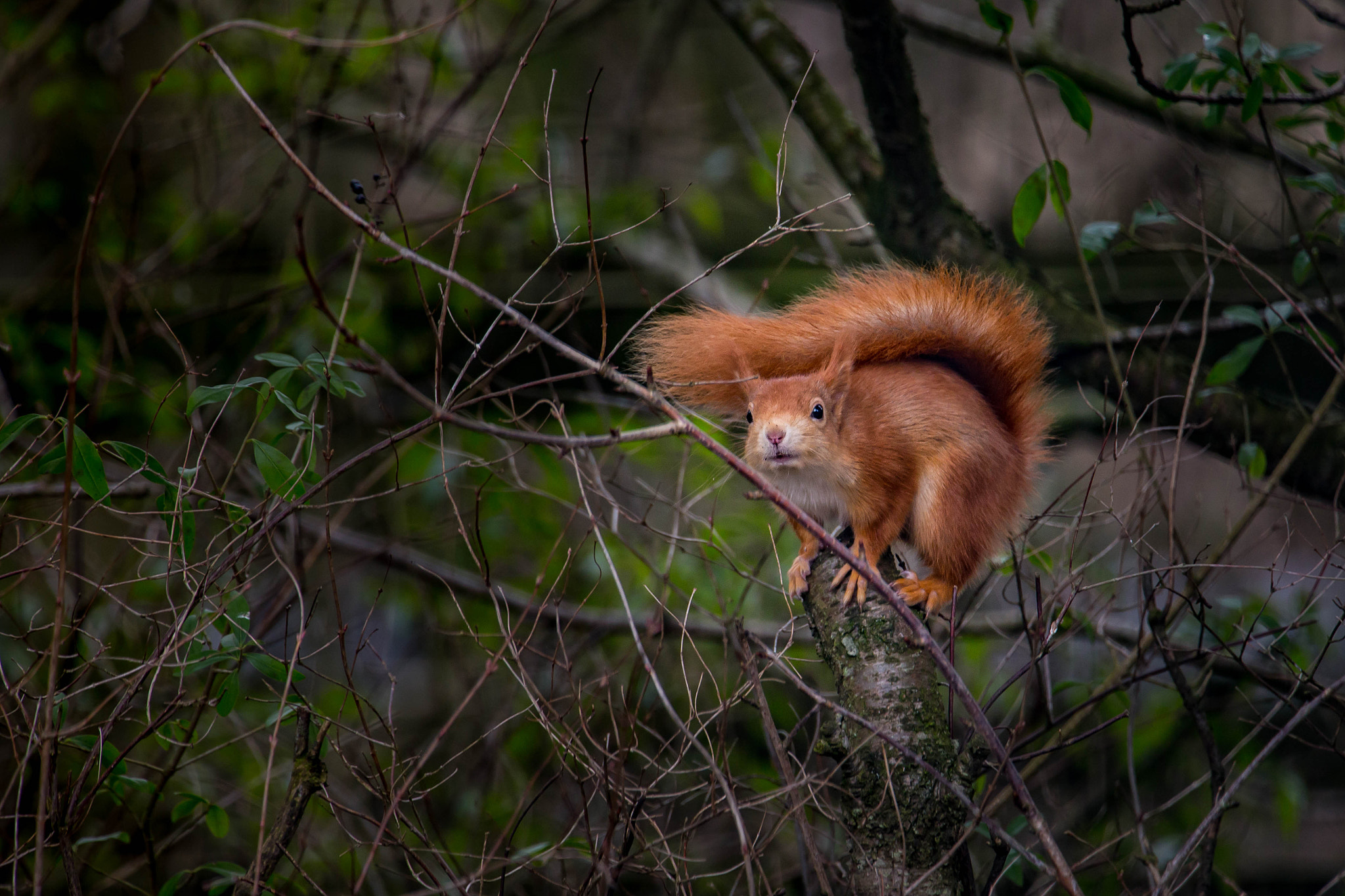 Canon EOS 6D + Canon EF 70-200mm F2.8L IS II USM sample photo. Red squirrel photography