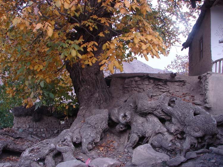 Sony DSC-H1 sample photo. Walnut tree root photography