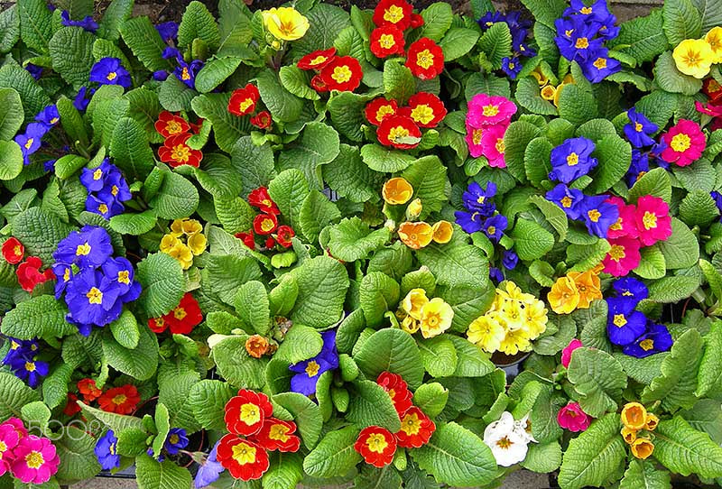 Nikon COOLPIX P1 sample photo. Aquiver they stand… primula photography