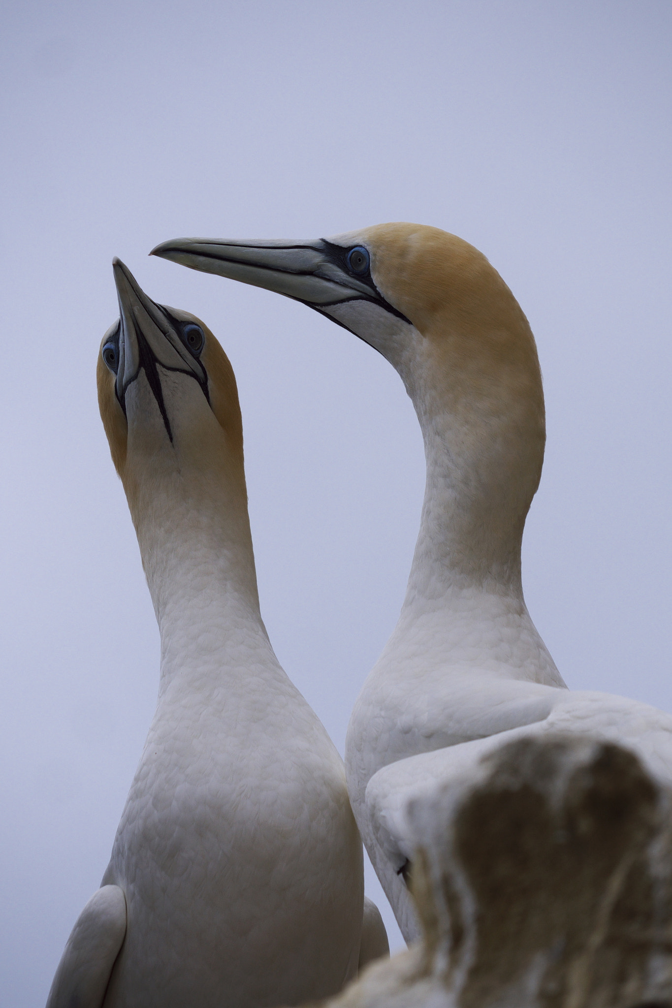 Panasonic Lumix DMC-GH3 sample photo. Farewell my love, it's time for you to go. photography