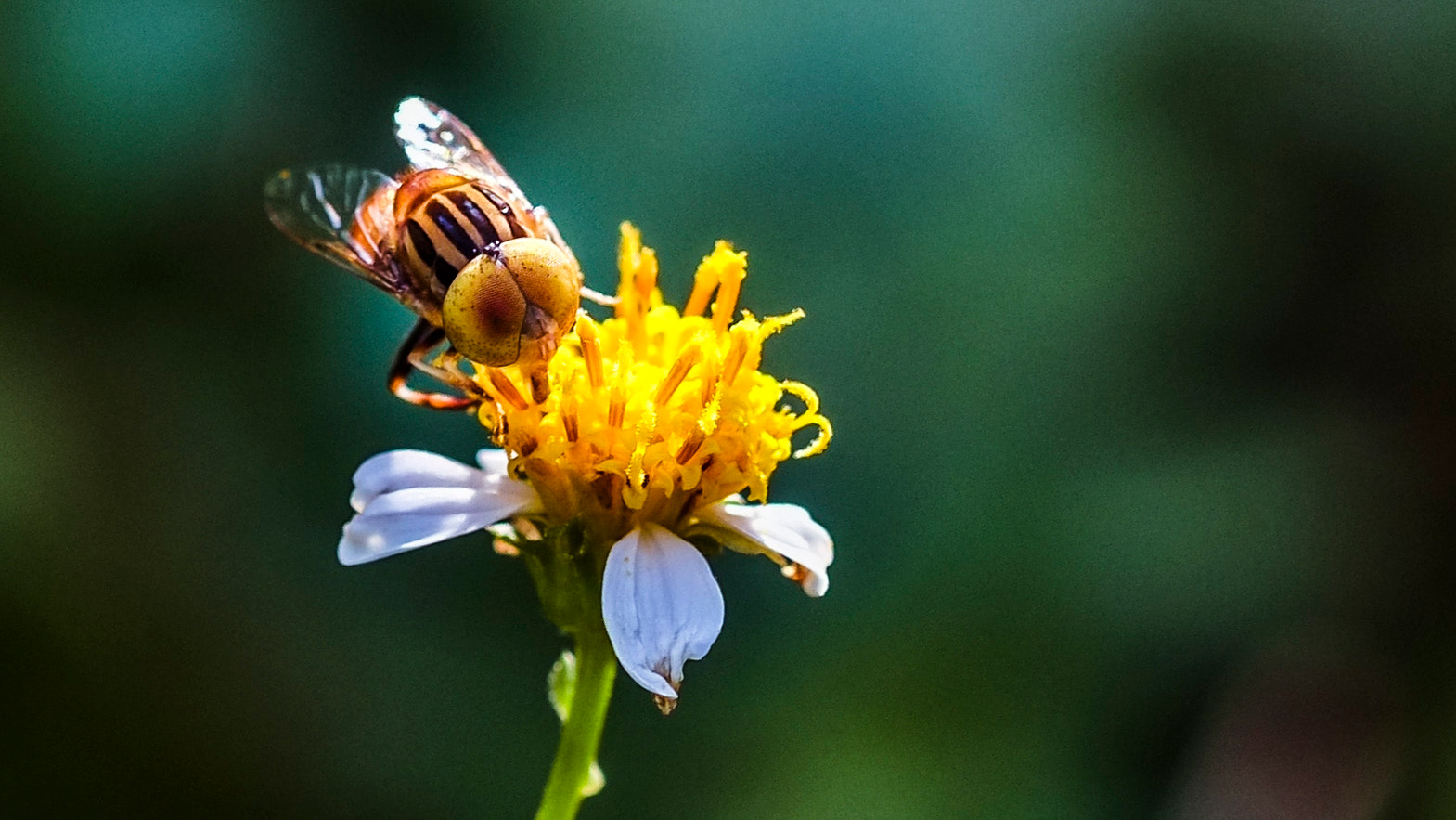 Fujifilm X-E1 + Fujifilm XF 60mm F2.4 R Macro sample photo. 小蜜蜂 photography