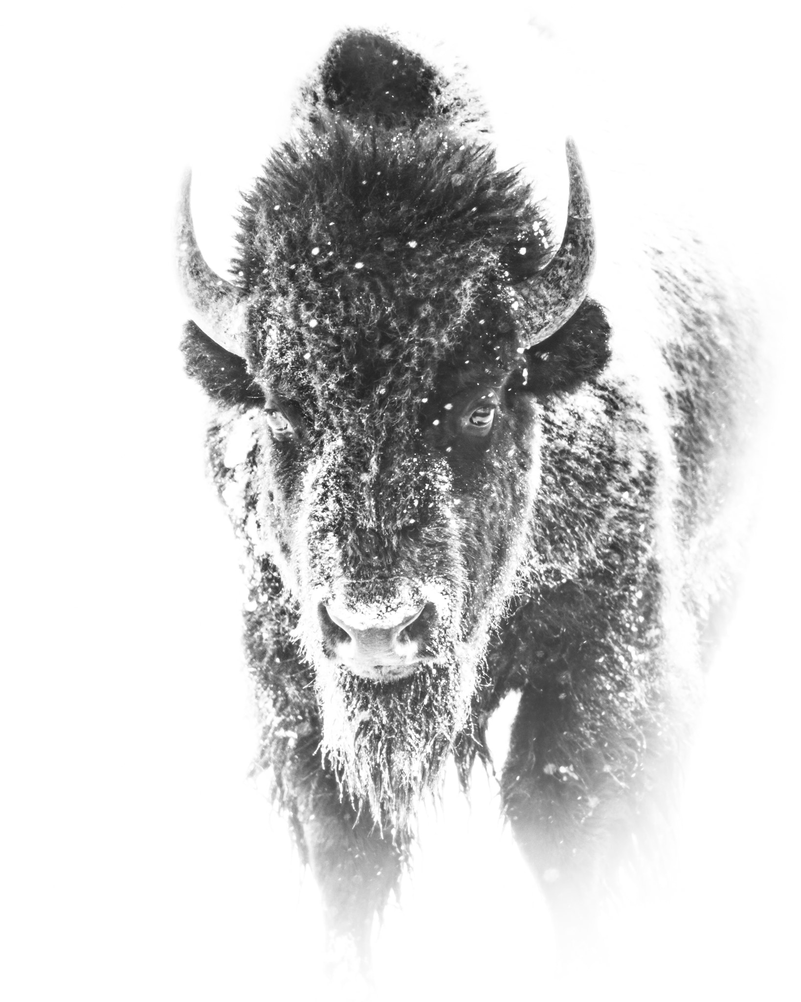 Canon EF 500mm F4L IS II USM sample photo. Bison3 photography