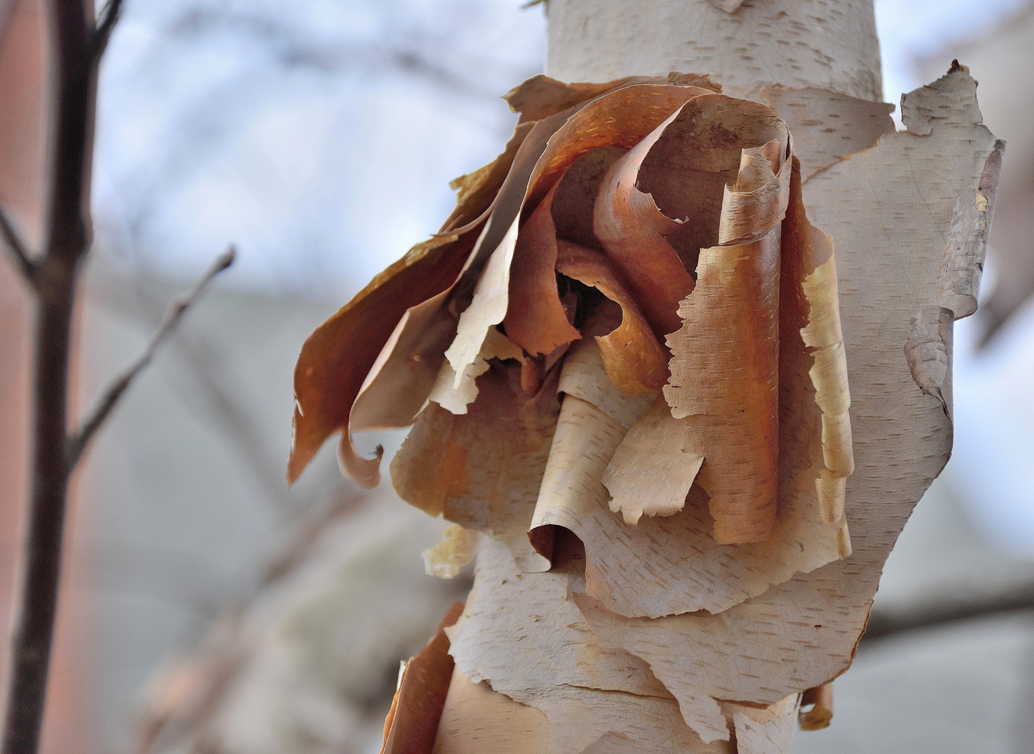 Sigma 18-250mm F3.5-6.3 DC Macro OS HSM sample photo. Paper birch photography