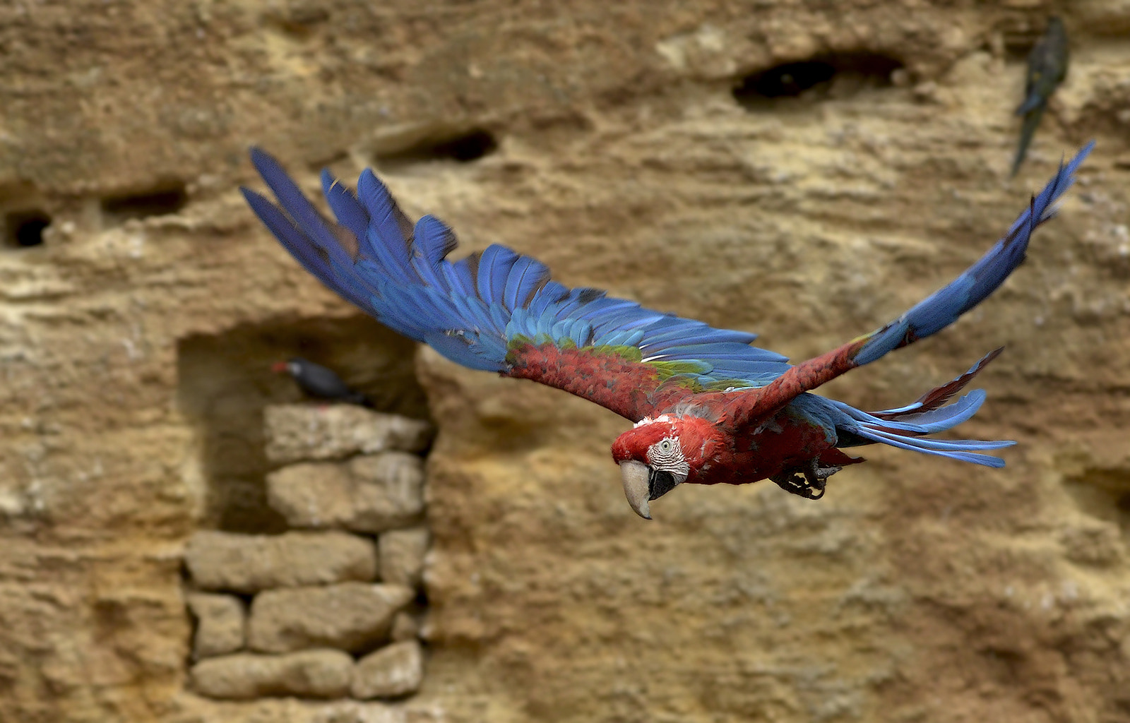 Nikon D7000 + Sigma 150-500mm F5-6.3 DG OS HSM sample photo. Red-and-green macaw photography