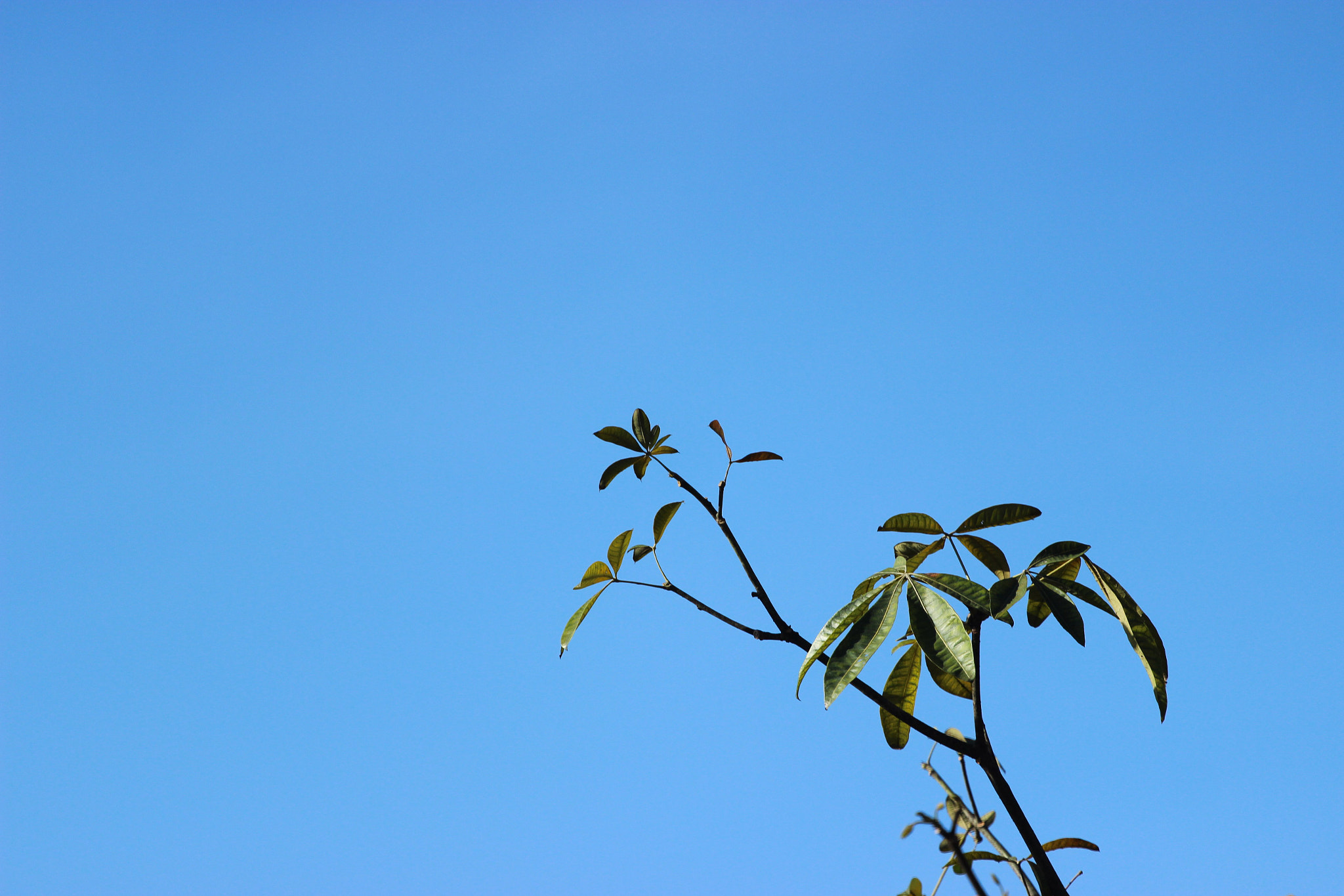Canon EOS 600D (Rebel EOS T3i / EOS Kiss X5) + Canon EF 70-200mm F4L USM sample photo. Summer feels photography
