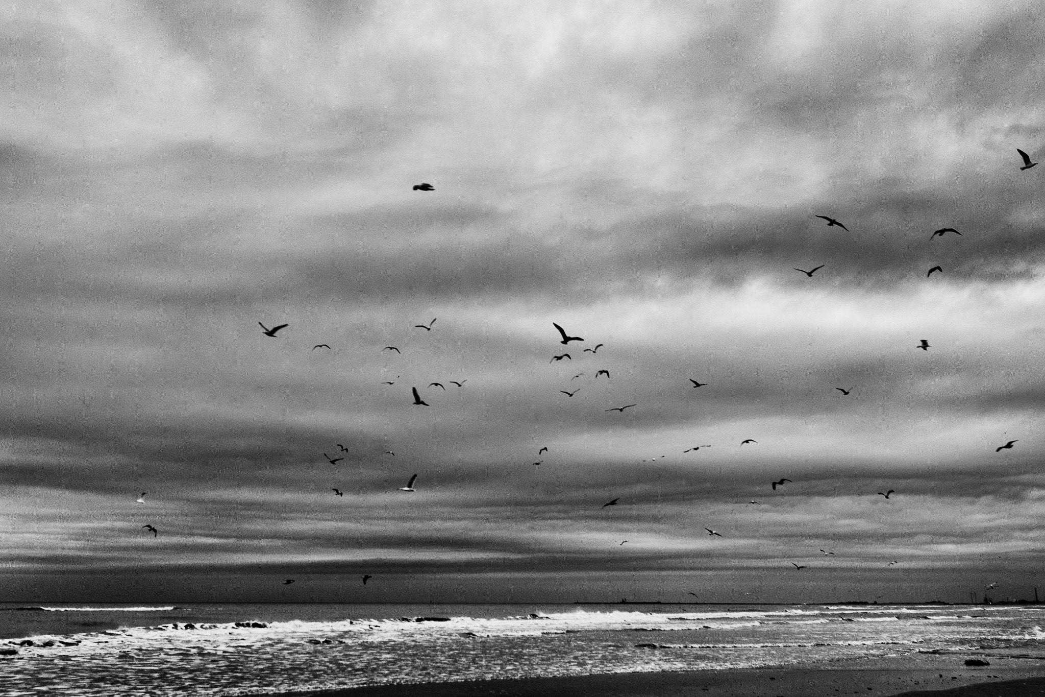 Sony Cyber-shot DSC-RX1 + 35mm F2.0 sample photo. Seagulls photography