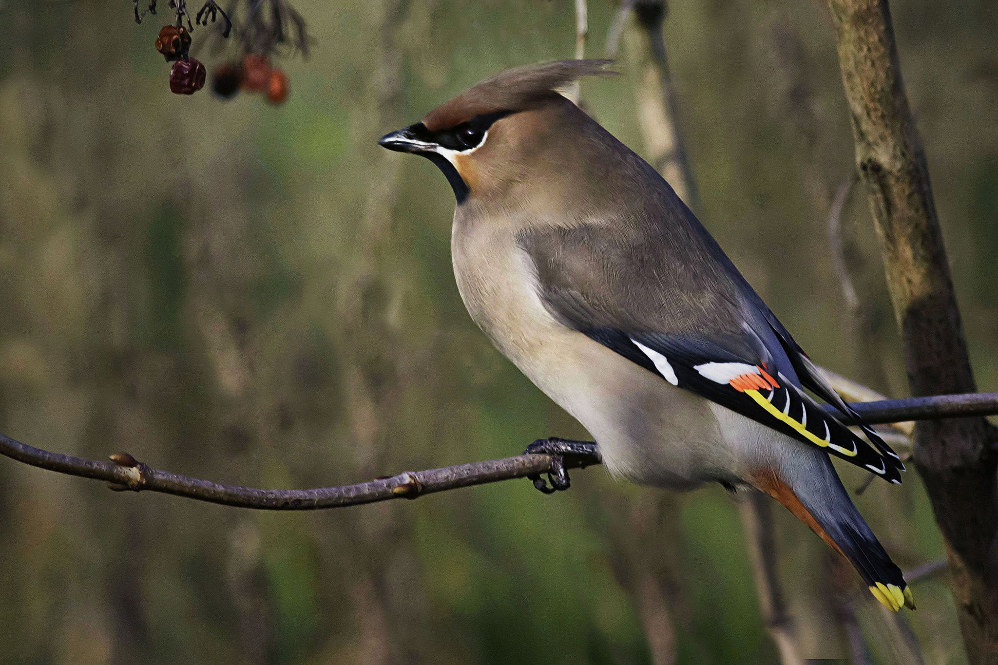 Canon EF 400mm F5.6L USM sample photo. Bohemian waxwing photography