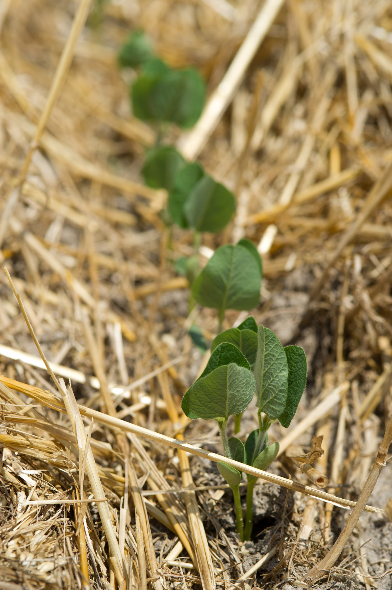 Nikon D3S sample photo. No till soybeans growing in wheat stubble photography