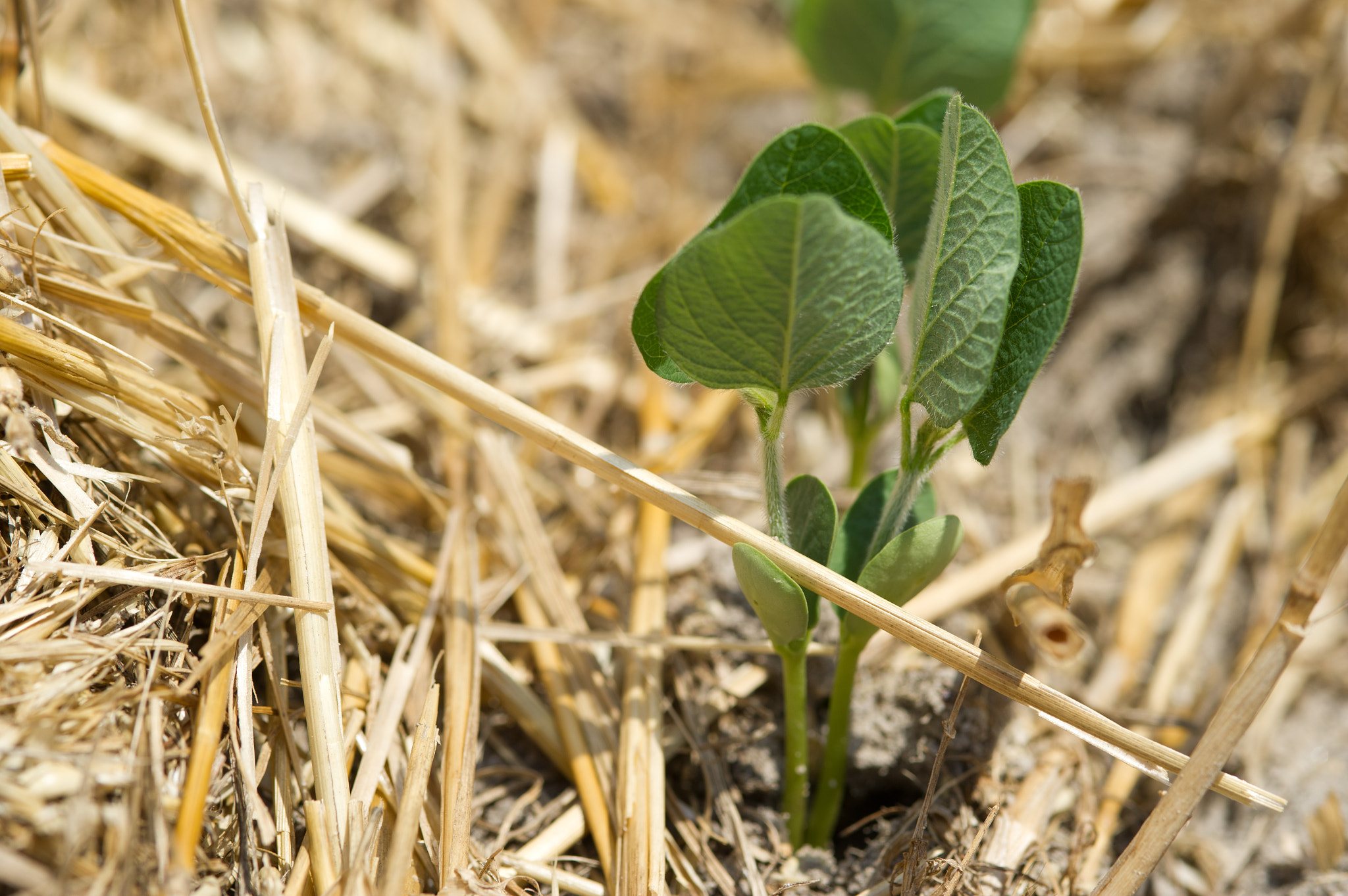 Nikon D3S sample photo. No till soybeans growing in wheat stubble photography