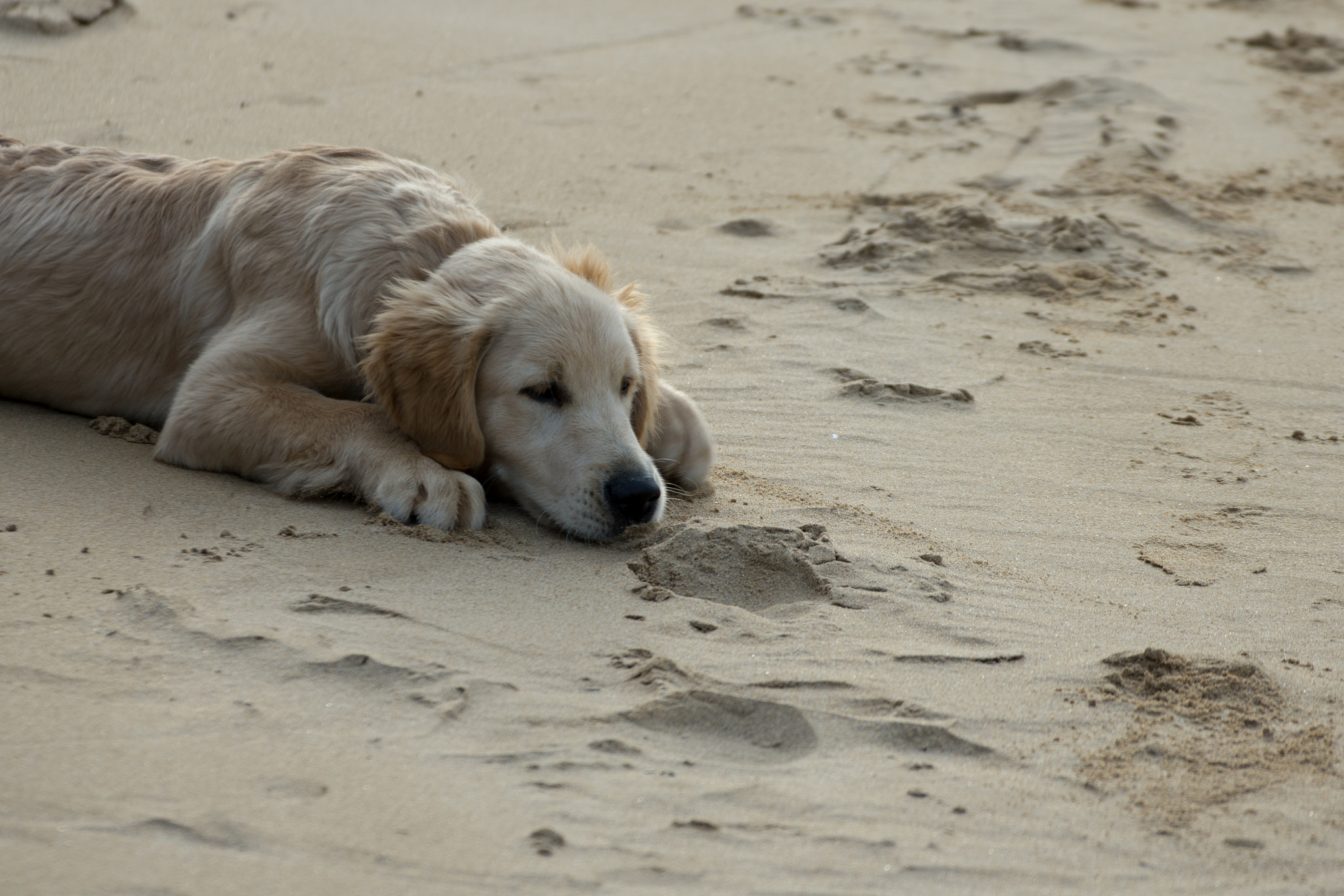 Nikon D7200 sample photo. Dog photography