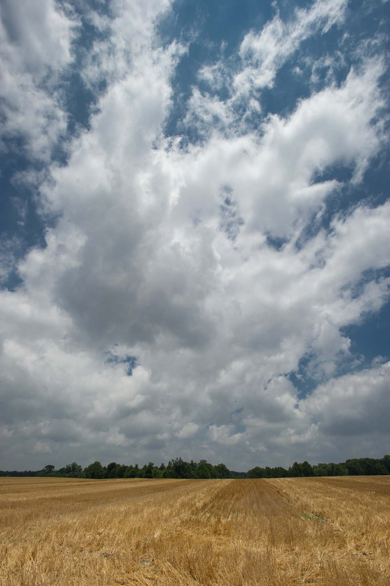 Nikon AF-S Nikkor 17-35mm F2.8D ED-IF sample photo. Puffy clouds and blue sky overlooking farmland of grain producer on eastern shore of maryland photography