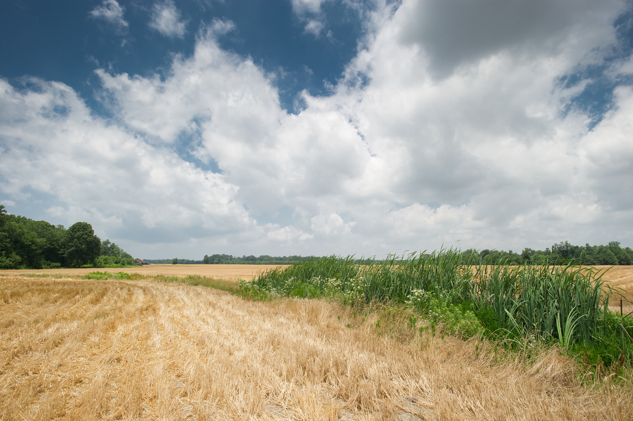 Nikon AF-S Nikkor 17-35mm F2.8D ED-IF sample photo. Grass buffer strip on  farmland photography