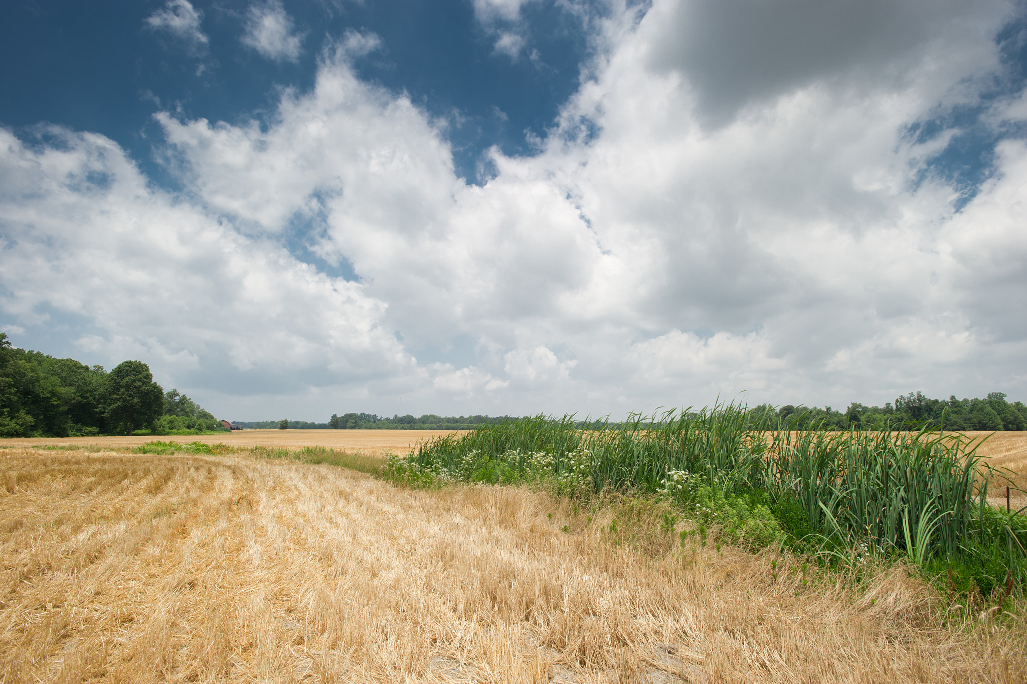 Nikon D3S + Nikon AF-S Nikkor 17-35mm F2.8D ED-IF sample photo. Grass buffer strip on  farmland photography