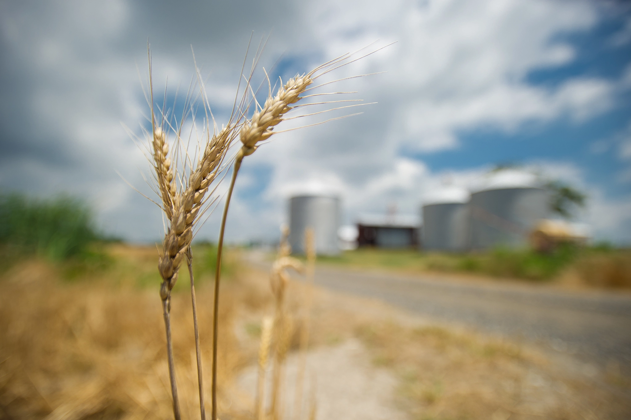 Nikon D3S + Nikon AF-S Nikkor 17-35mm F2.8D ED-IF sample photo. Heads of wheat with grain elevator in the background photography