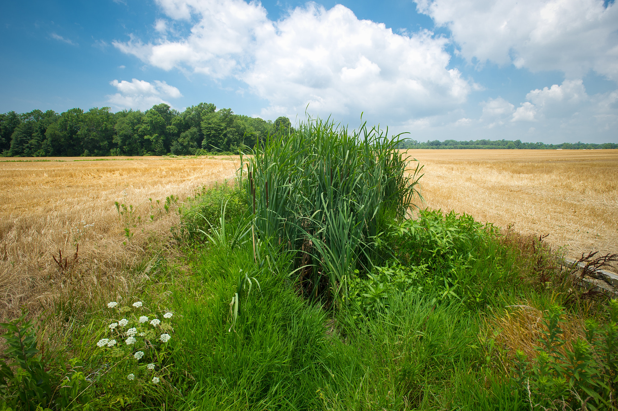 Nikon AF-S Nikkor 17-35mm F2.8D ED-IF sample photo. Grass buffer strip on  farmland photography