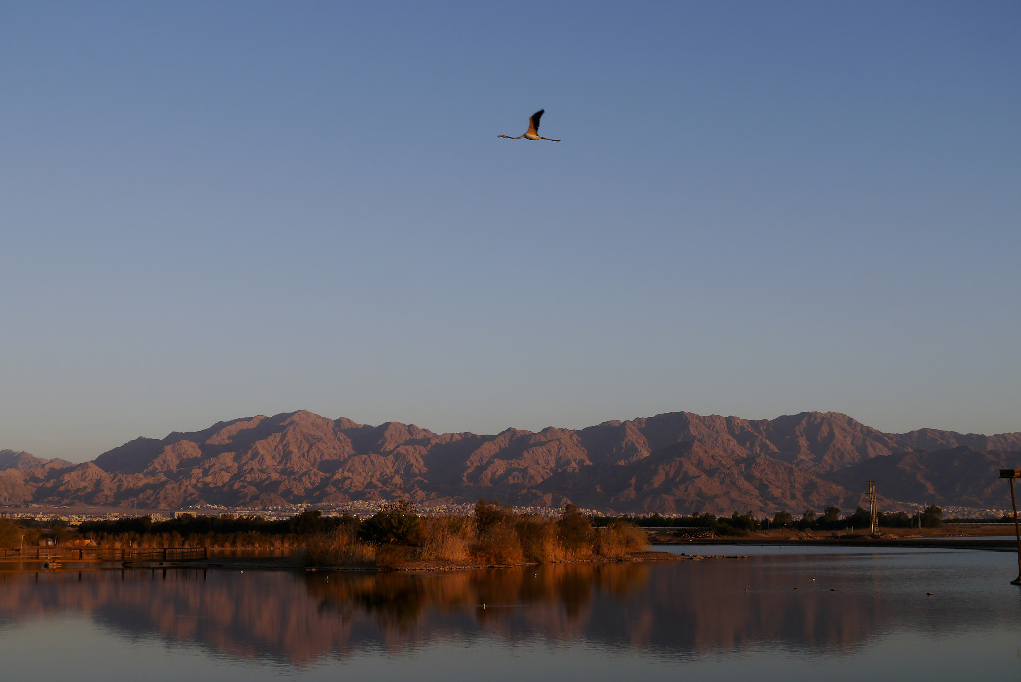 Panasonic Lumix DMC-GX1 sample photo. Flamingo over the lake photography