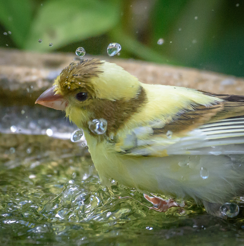 Nikon D810 sample photo. Drying off after the bath photography