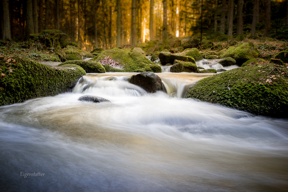 Sigma 10-20mm F3.5 EX DC HSM sample photo. Forest water photography