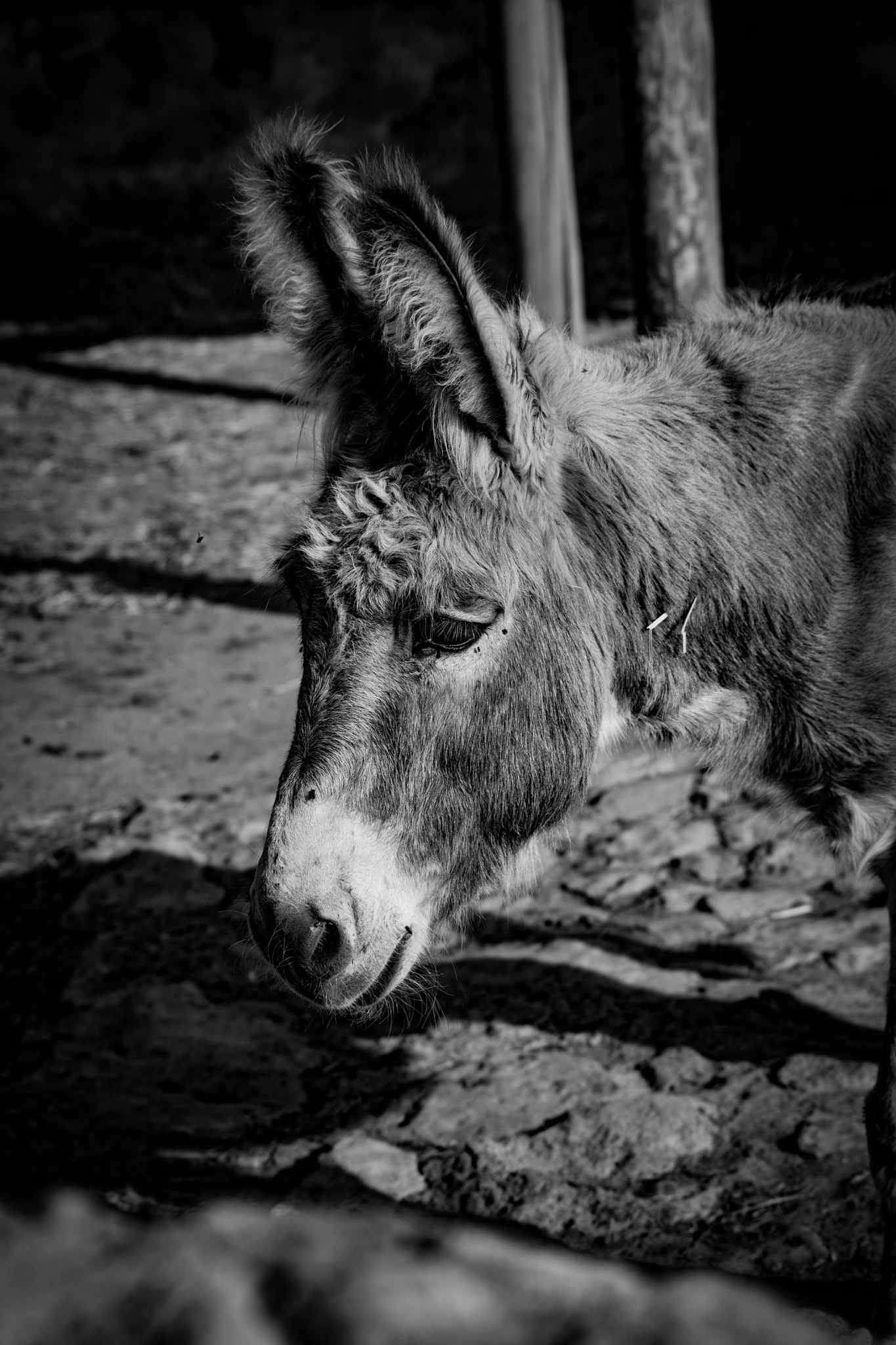 Nikon D5500 + Sigma 70-300mm F4-5.6 APO DG Macro sample photo. A donkey from fuerteventura, spain photography