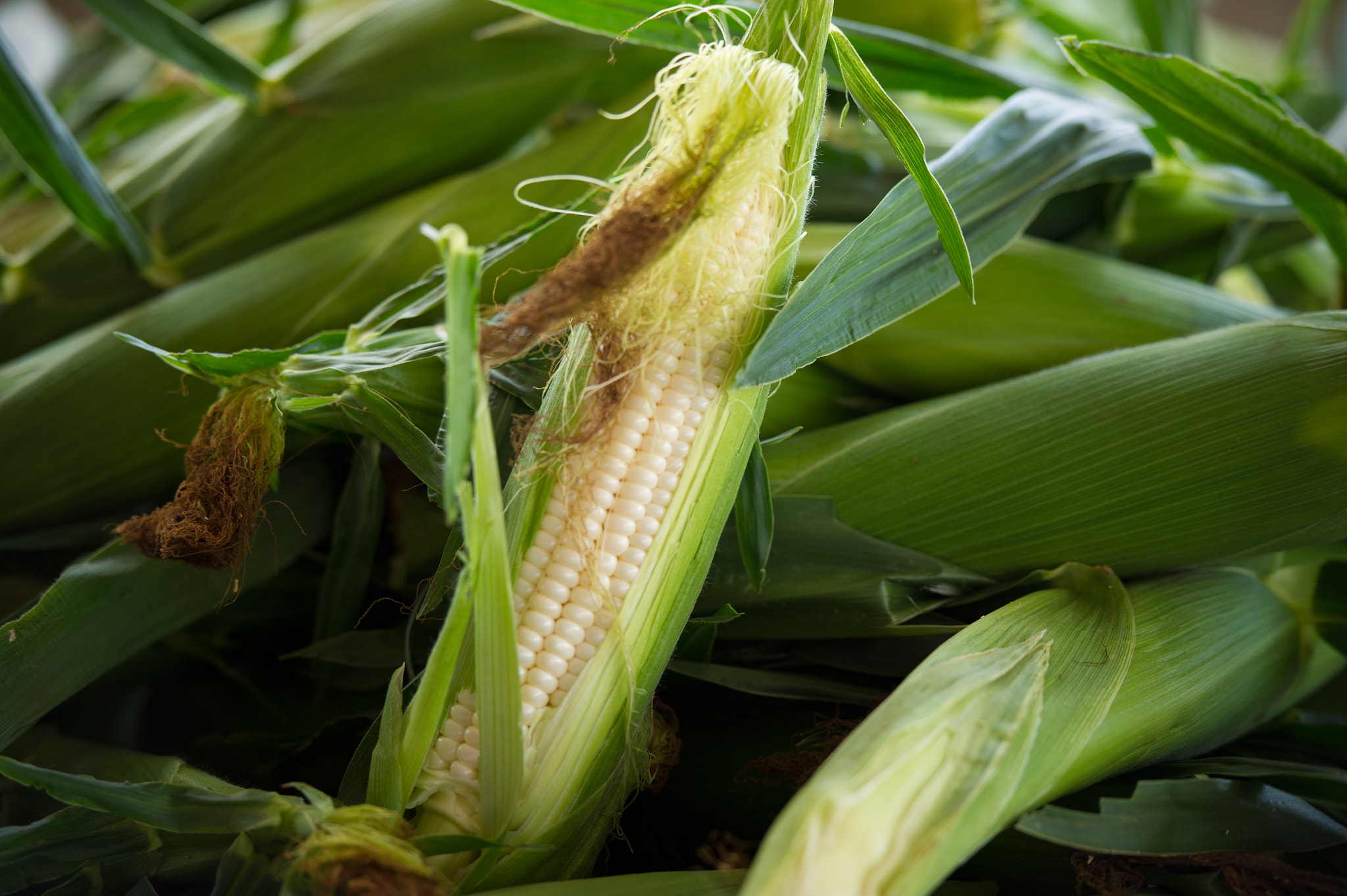 Nikon D3S sample photo. Harvested corn photography