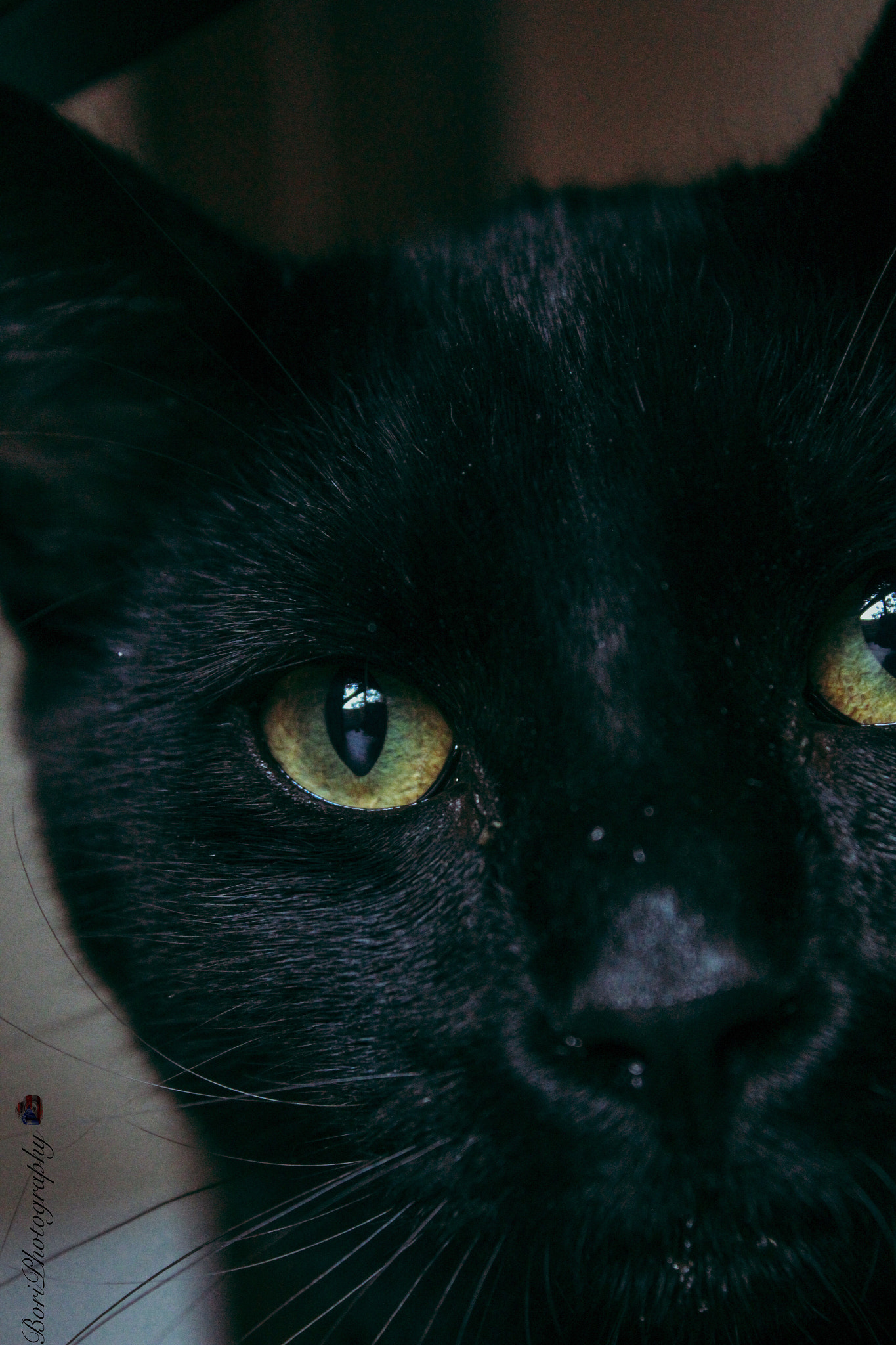 Canon EF-S 18-55mm F3.5-5.6 IS sample photo. Curious feline. photography
