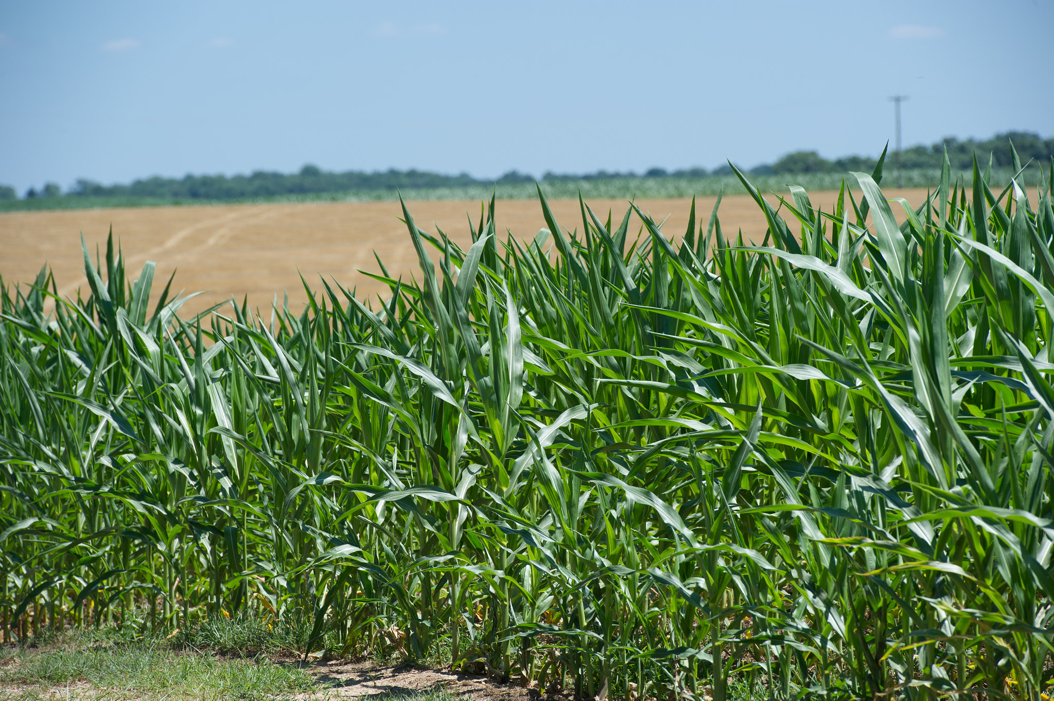 Nikon D3S sample photo. Corn crop in field of farm with field of grain in background photography