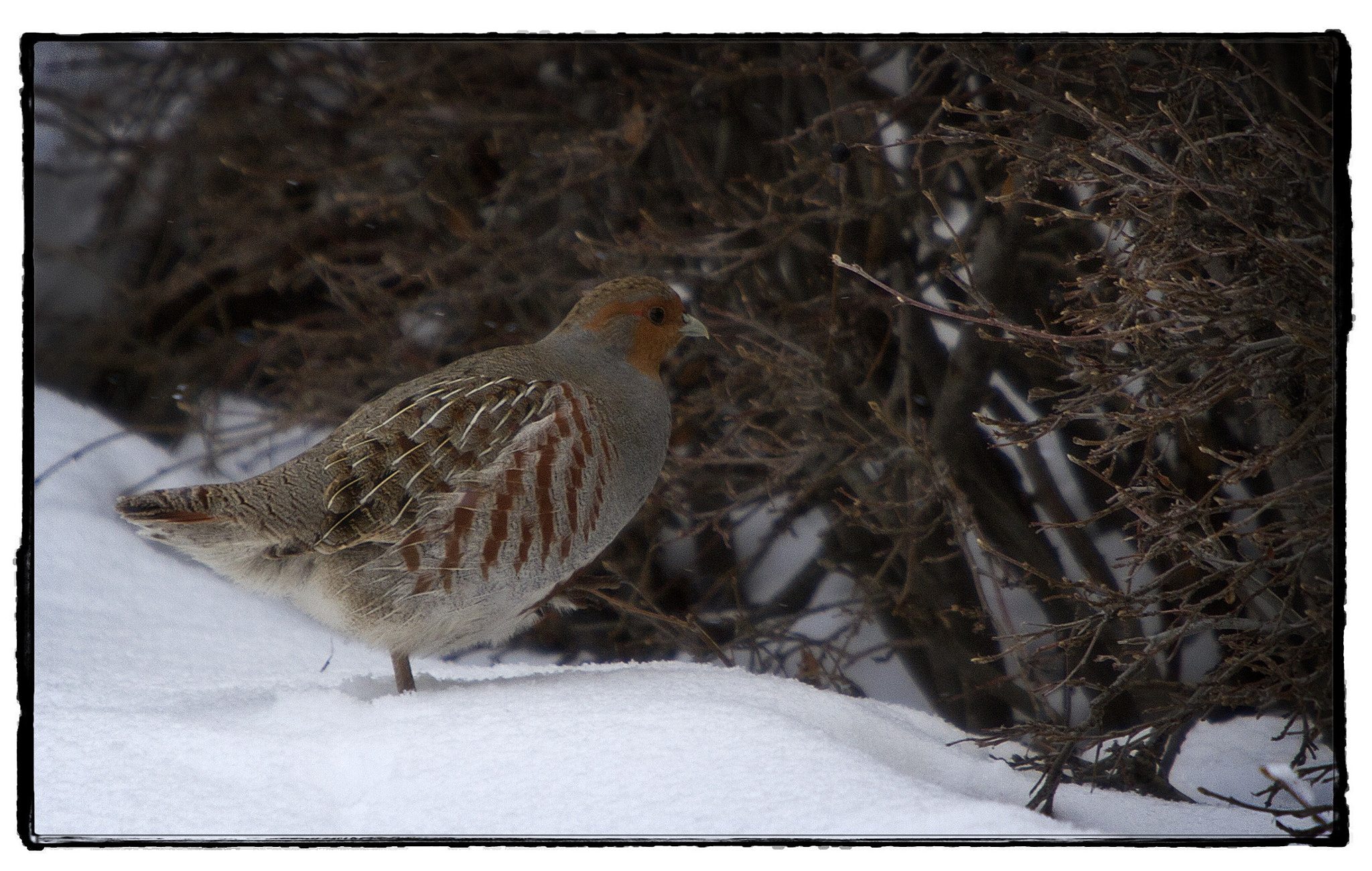 Canon EF 70-200mm F2.8L IS USM sample photo. Some type of pheasant in our front yard this morning. photography