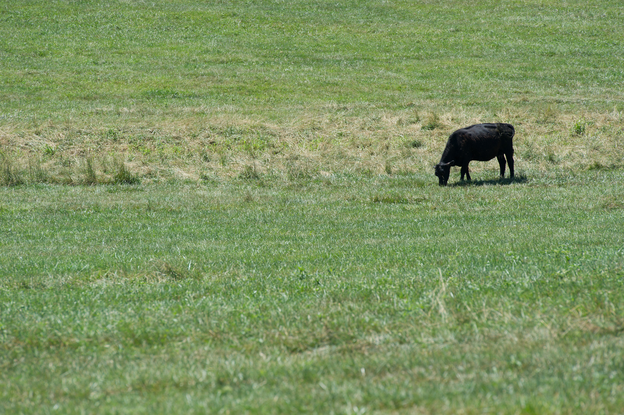 Nikon D3S sample photo. Steer grazing in open field photography