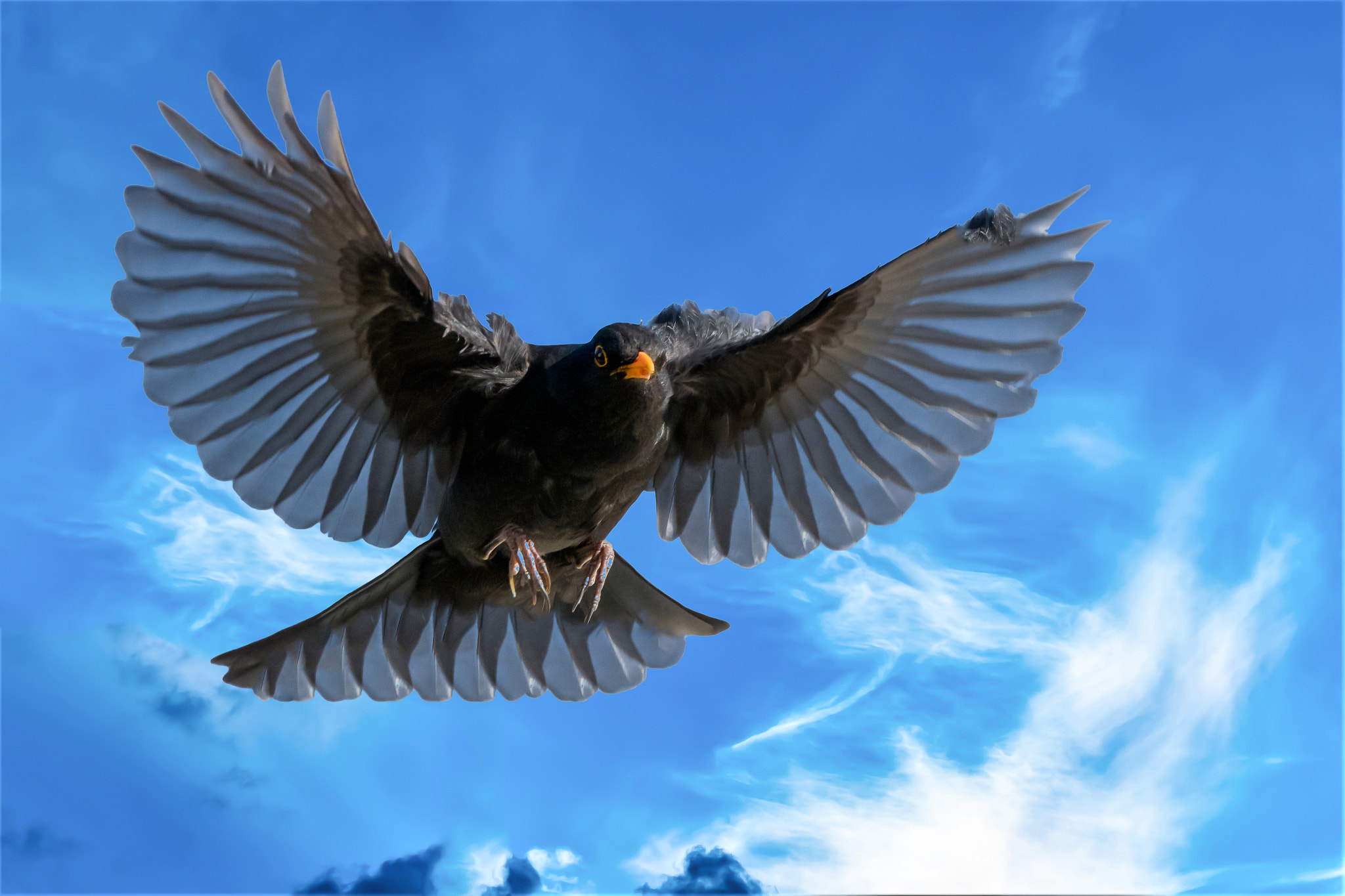 Sigma 150-600mm F5-6.3 DG OS HSM | C sample photo. Black bird in flight photography