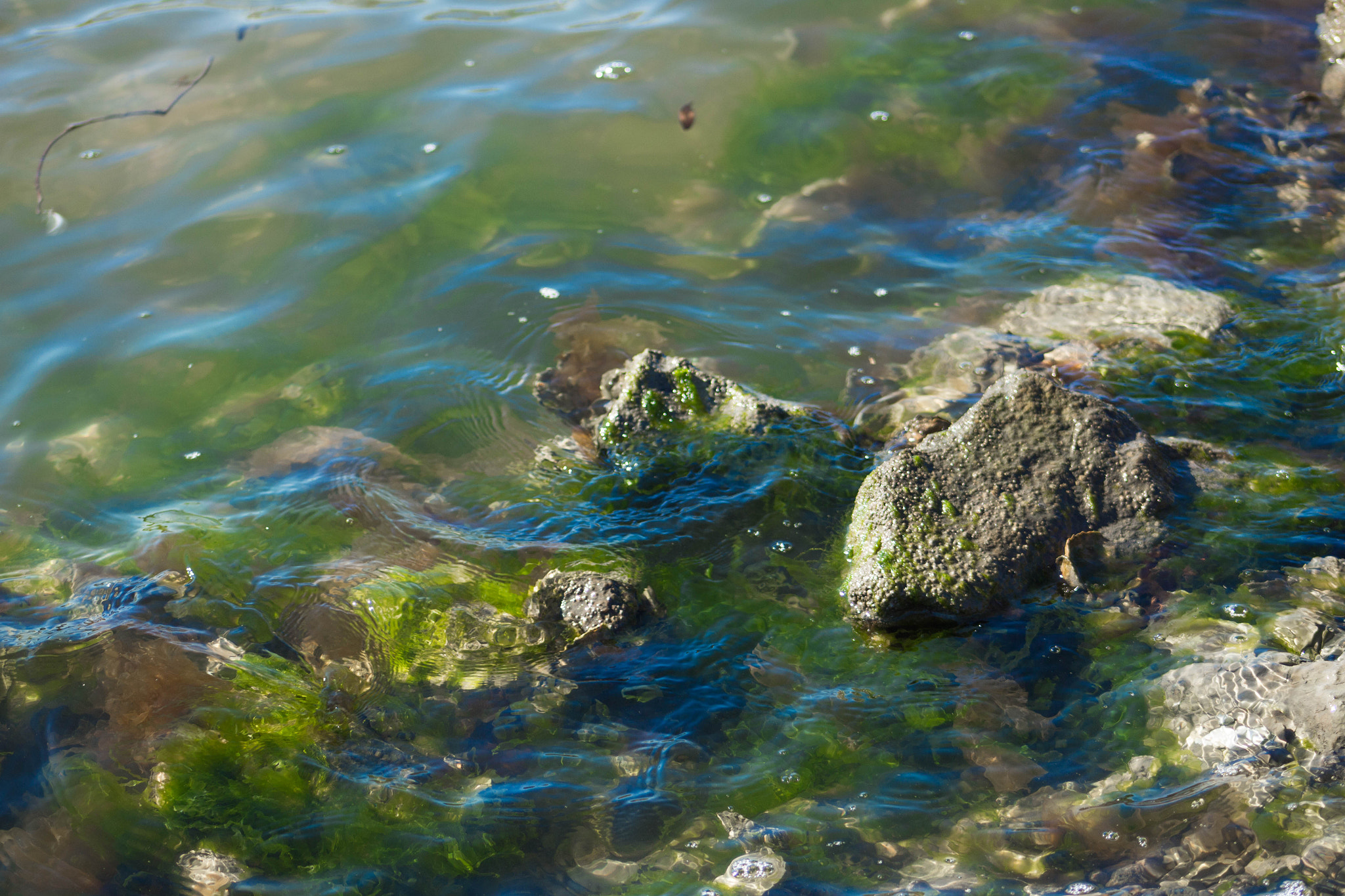 EF75-300mm f/4-5.6 sample photo. Algae photography