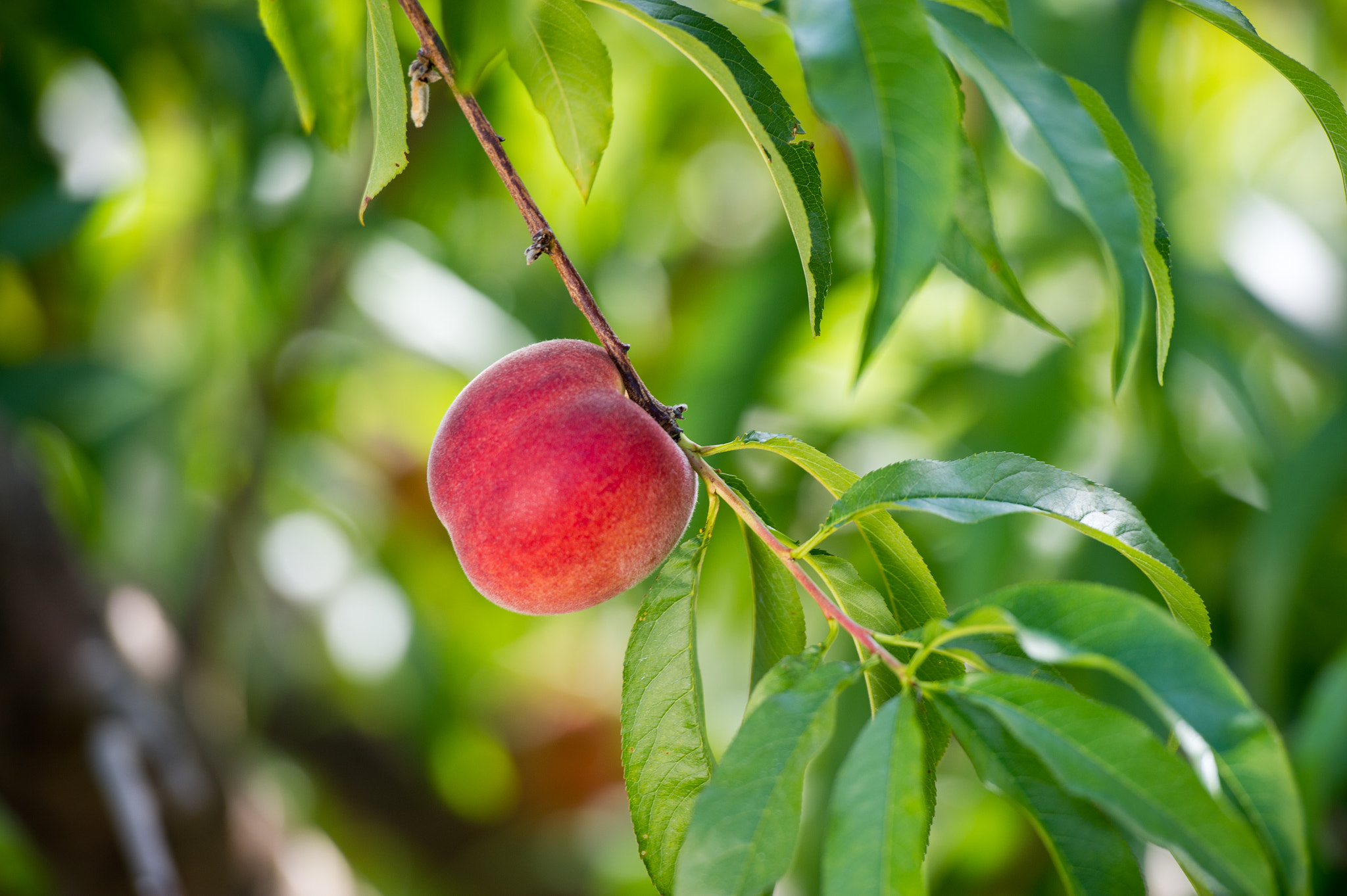 Nikon D3S sample photo. Peach hanging on tree in orchard photography