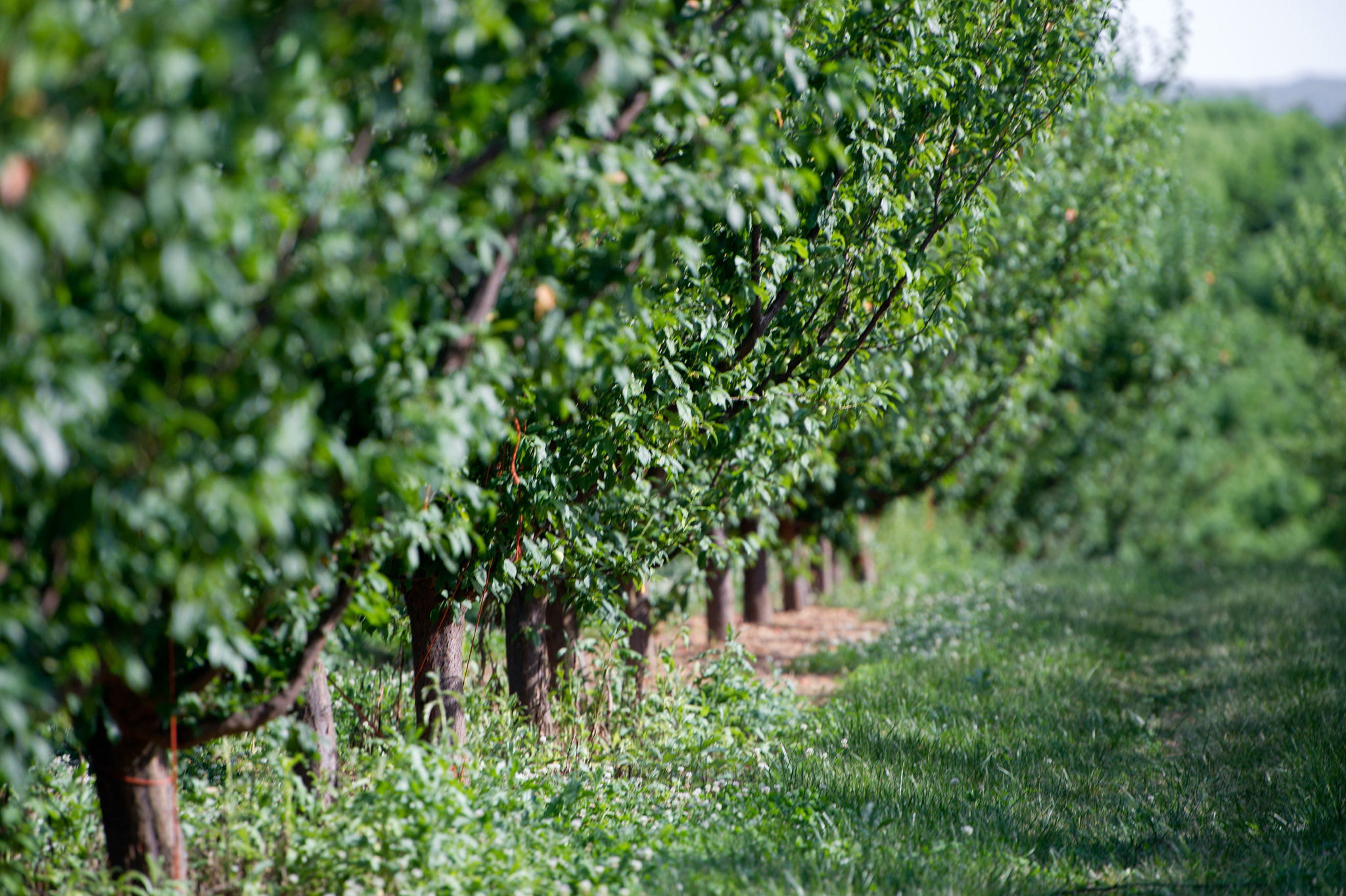 Nikon D3S sample photo. Row of peach trees in orchard photography