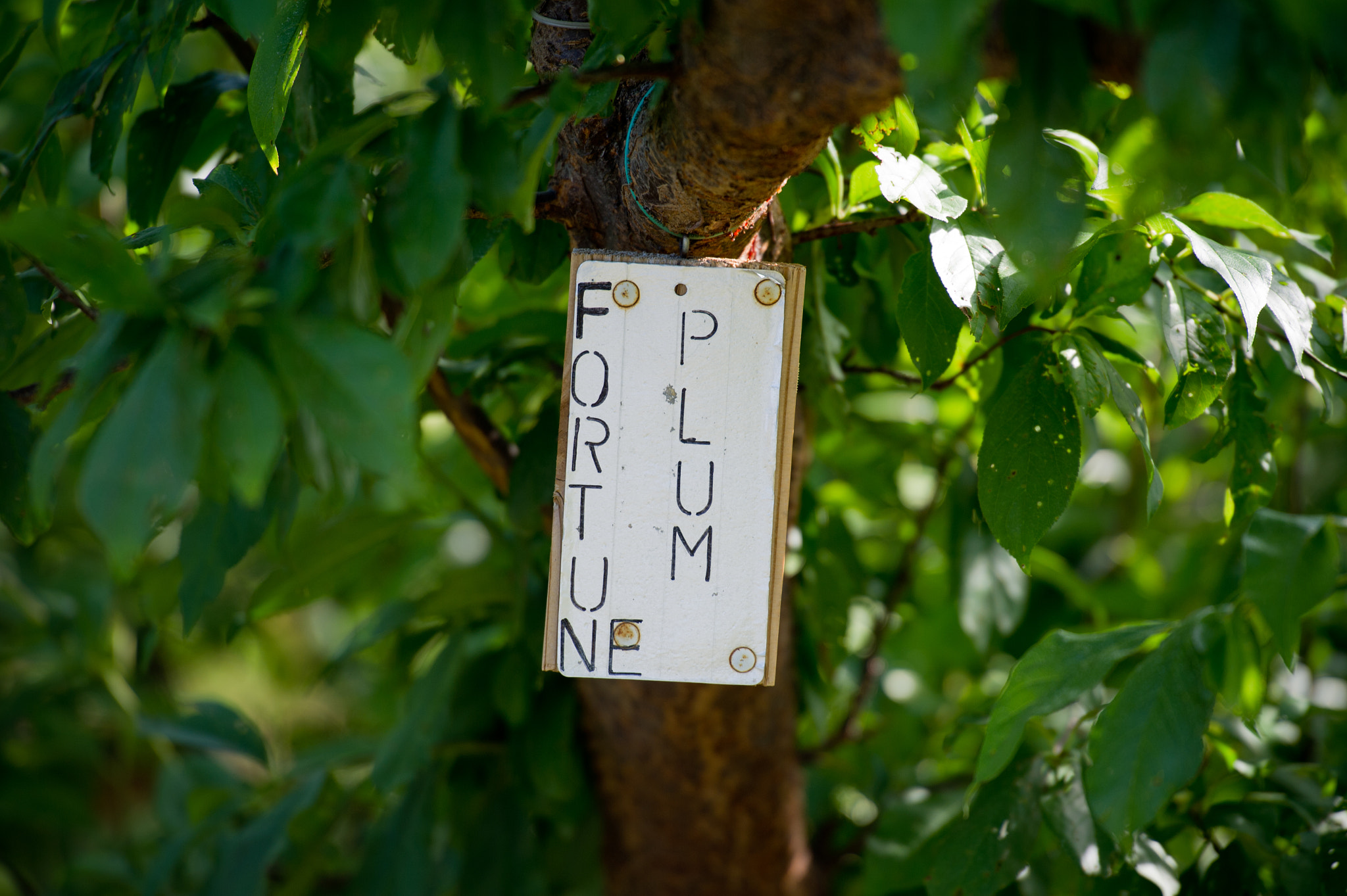 Nikon D3S sample photo. Sign for plums hanging off of a branch in orchard photography