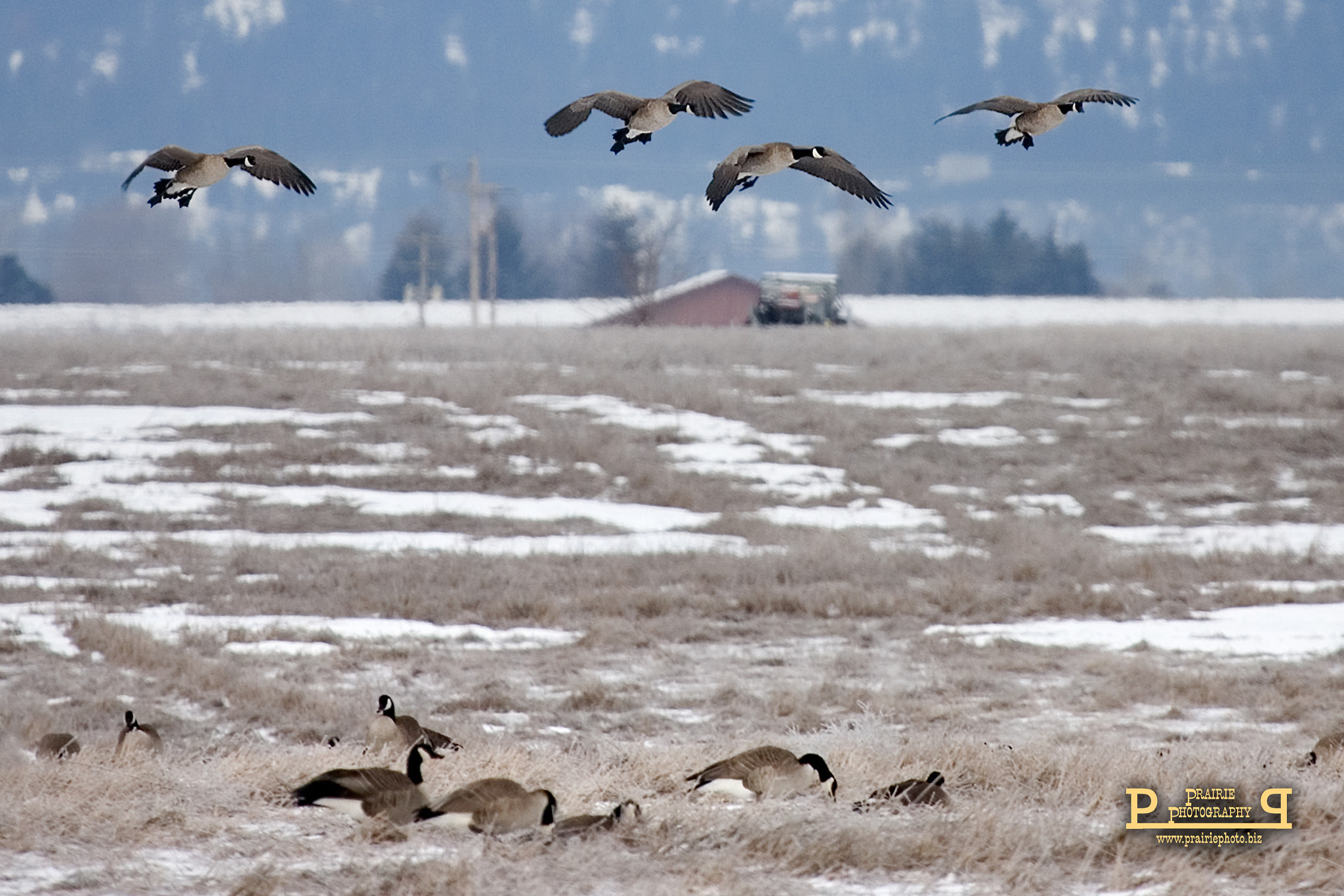 Canon EOS-1D Mark II N + Canon EF 100-400mm F4.5-5.6L IS USM sample photo. Canada geese photography