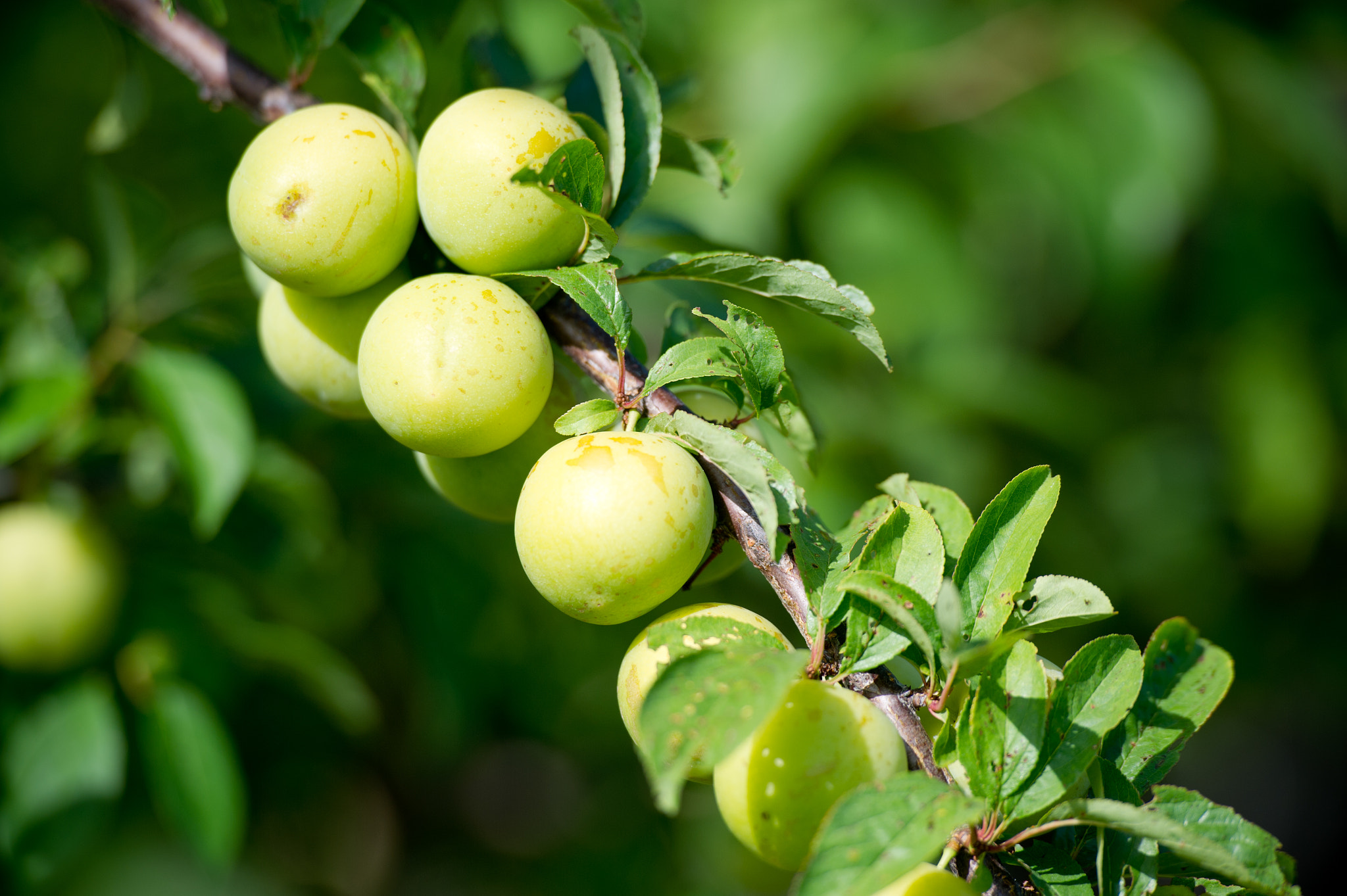 Nikon D3S sample photo. Plums hanging off of a branch in orchard photography