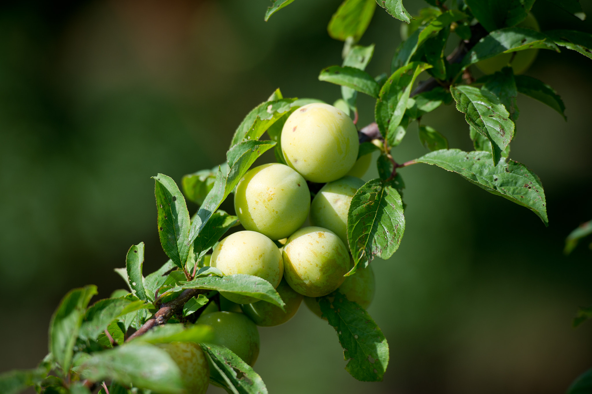 Nikon D3S sample photo. Plums hanging off of a branch in orchard photography