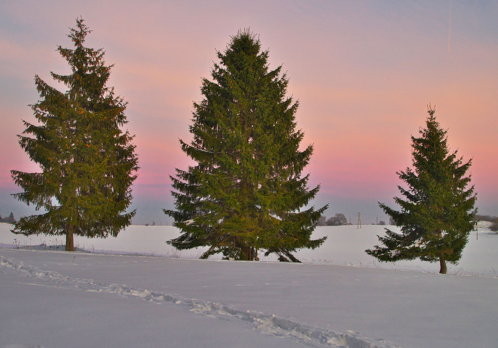 Pentax K-30 sample photo. Three firs photography