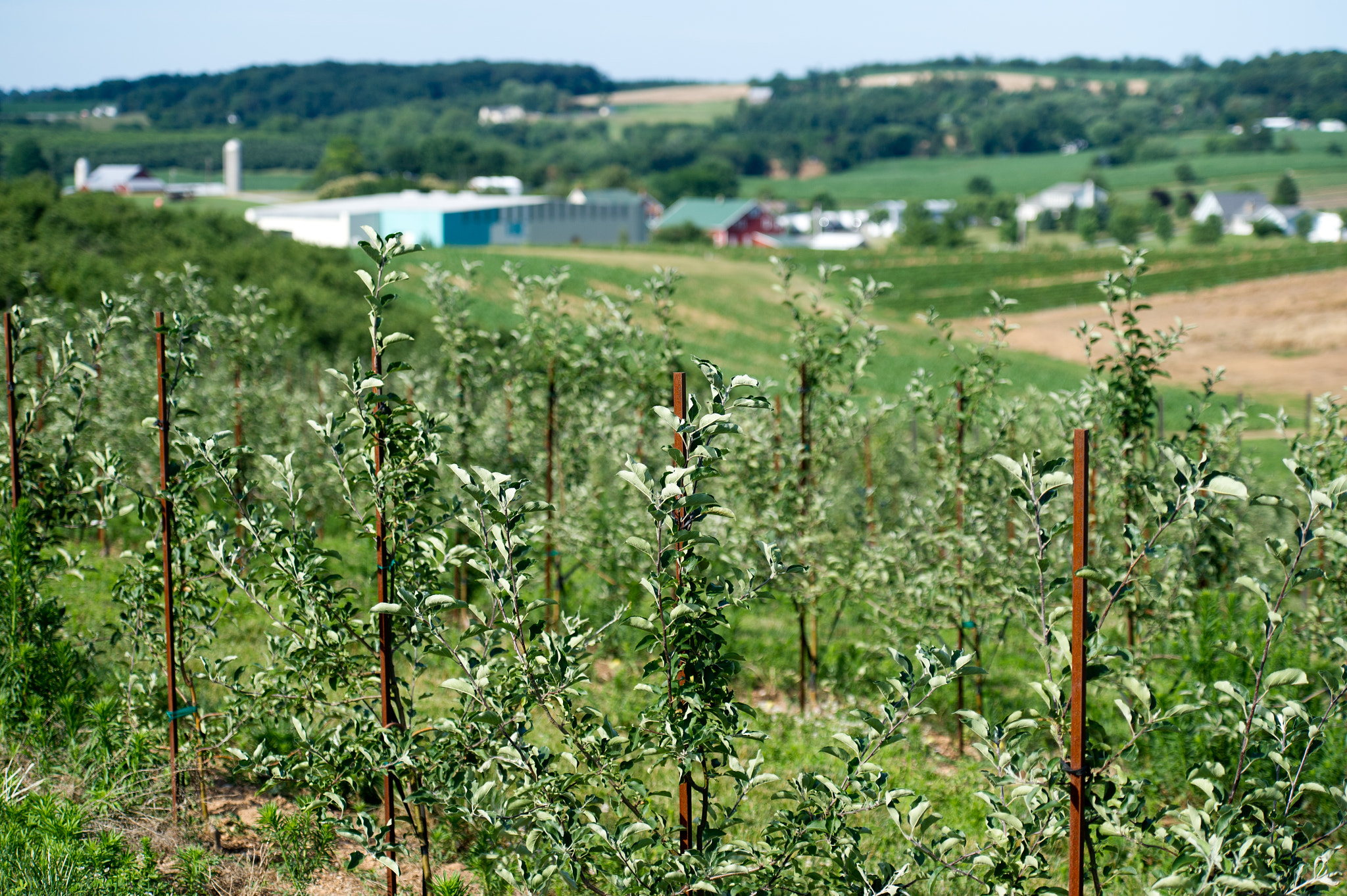 Nikon D3S sample photo. Stakes holding up newly planted trees in apple orchard photography
