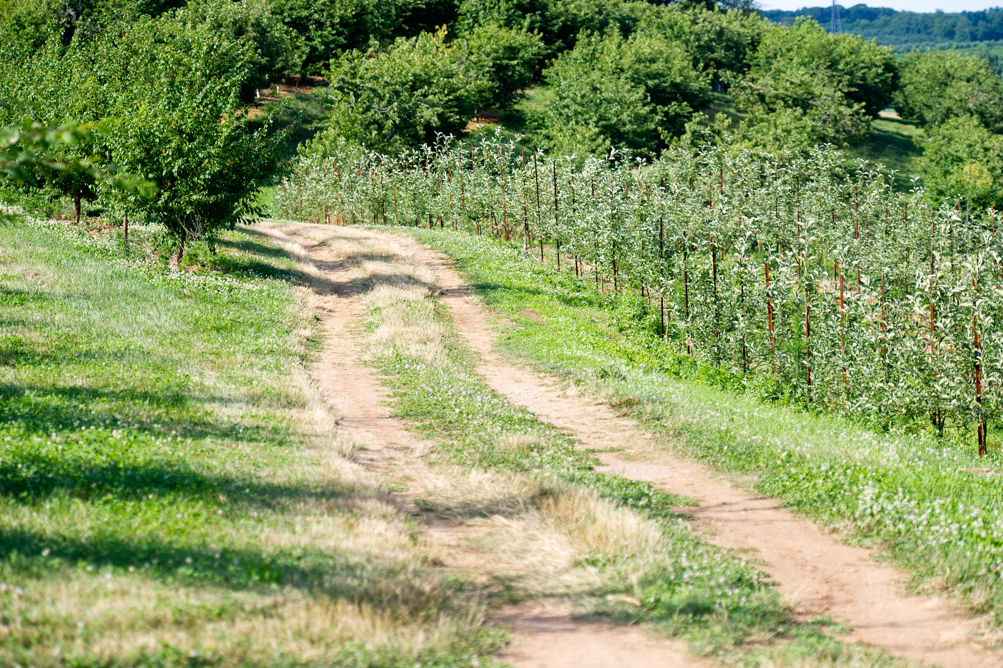 Nikon D3S sample photo. Trail through apple orchard in westminster md photography