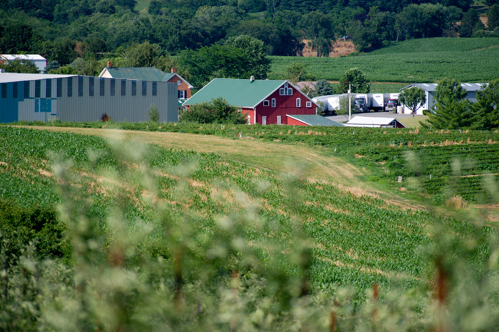 Nikon D3S sample photo. Apple orchard and view of red barn on farm in westminster md photography
